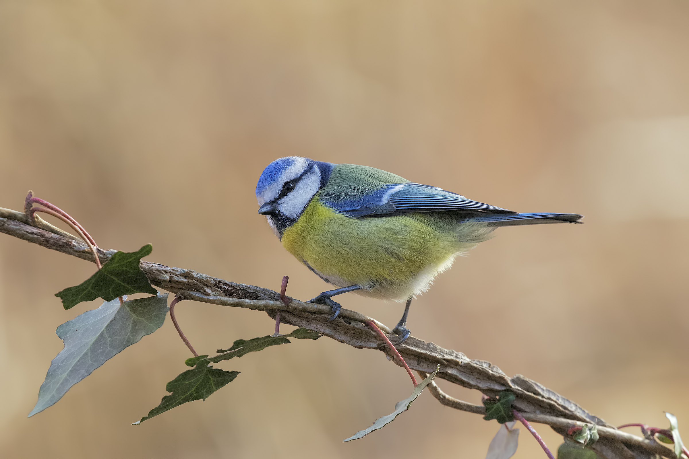 Blue tit on Ivy branch