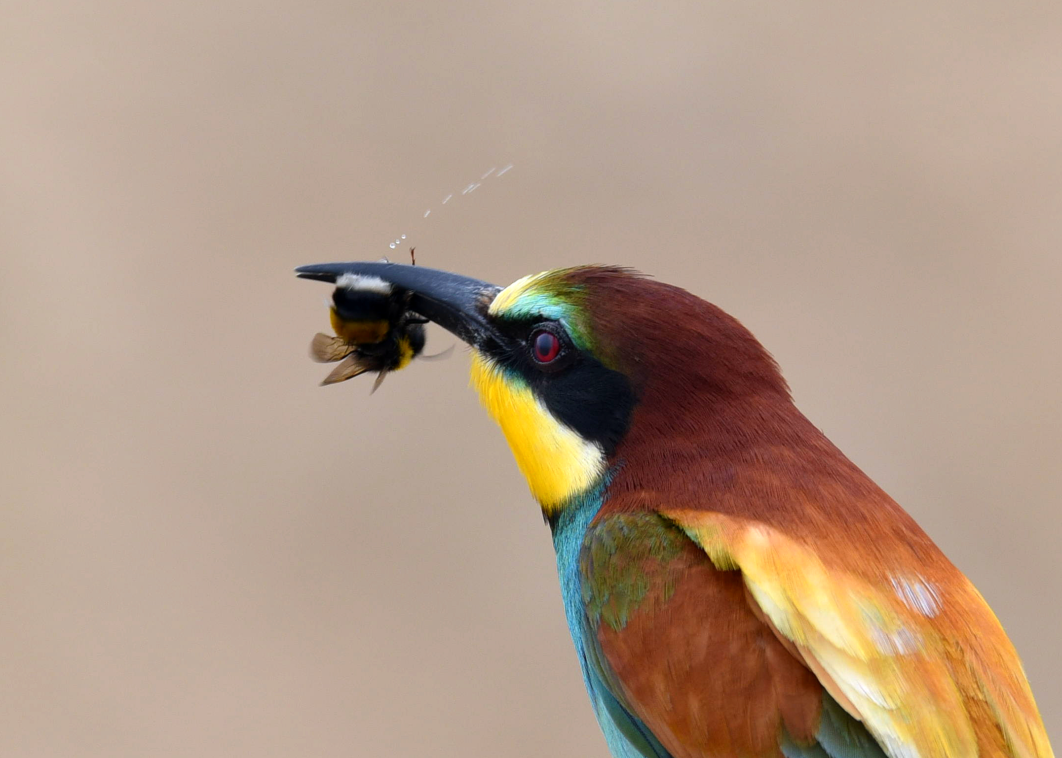 Bee-eater squeezing out the sting.