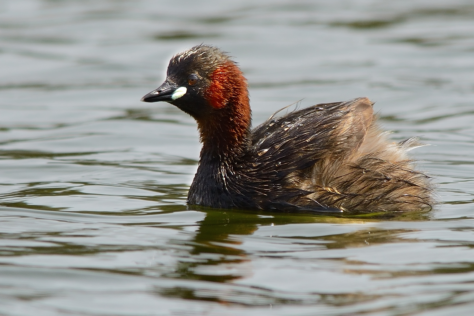 Little Grebe