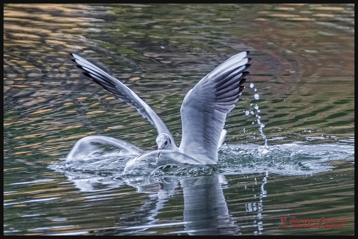 Atterraggio composto