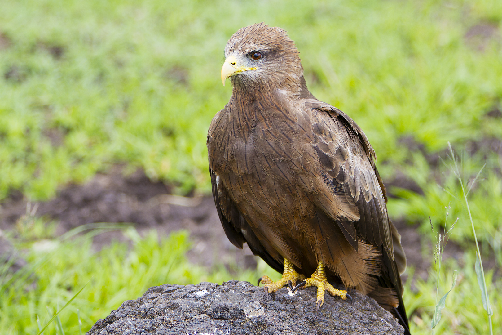 Tawny eagle 2 (Aquila rapax)