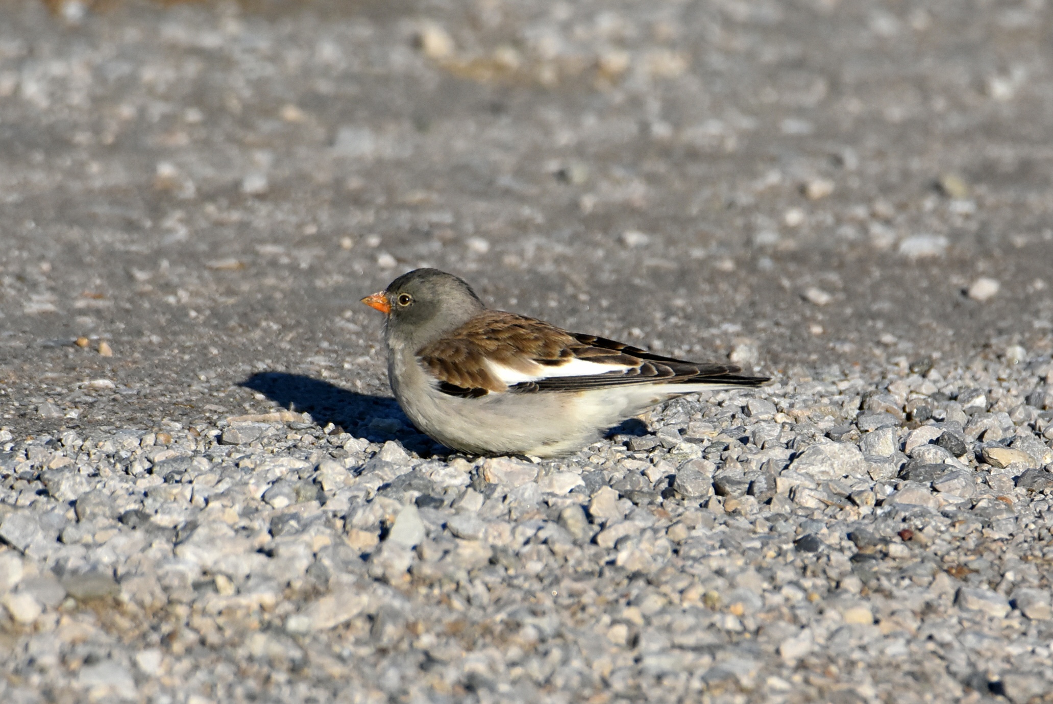 Alpine chaffinch