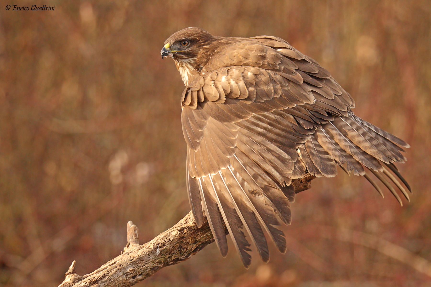 Buzzard