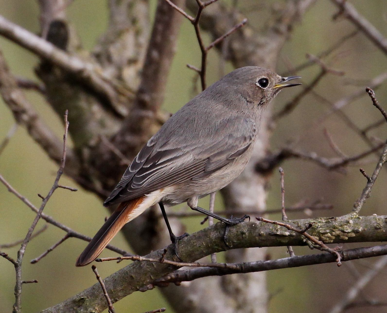 Redstart chimney sweep