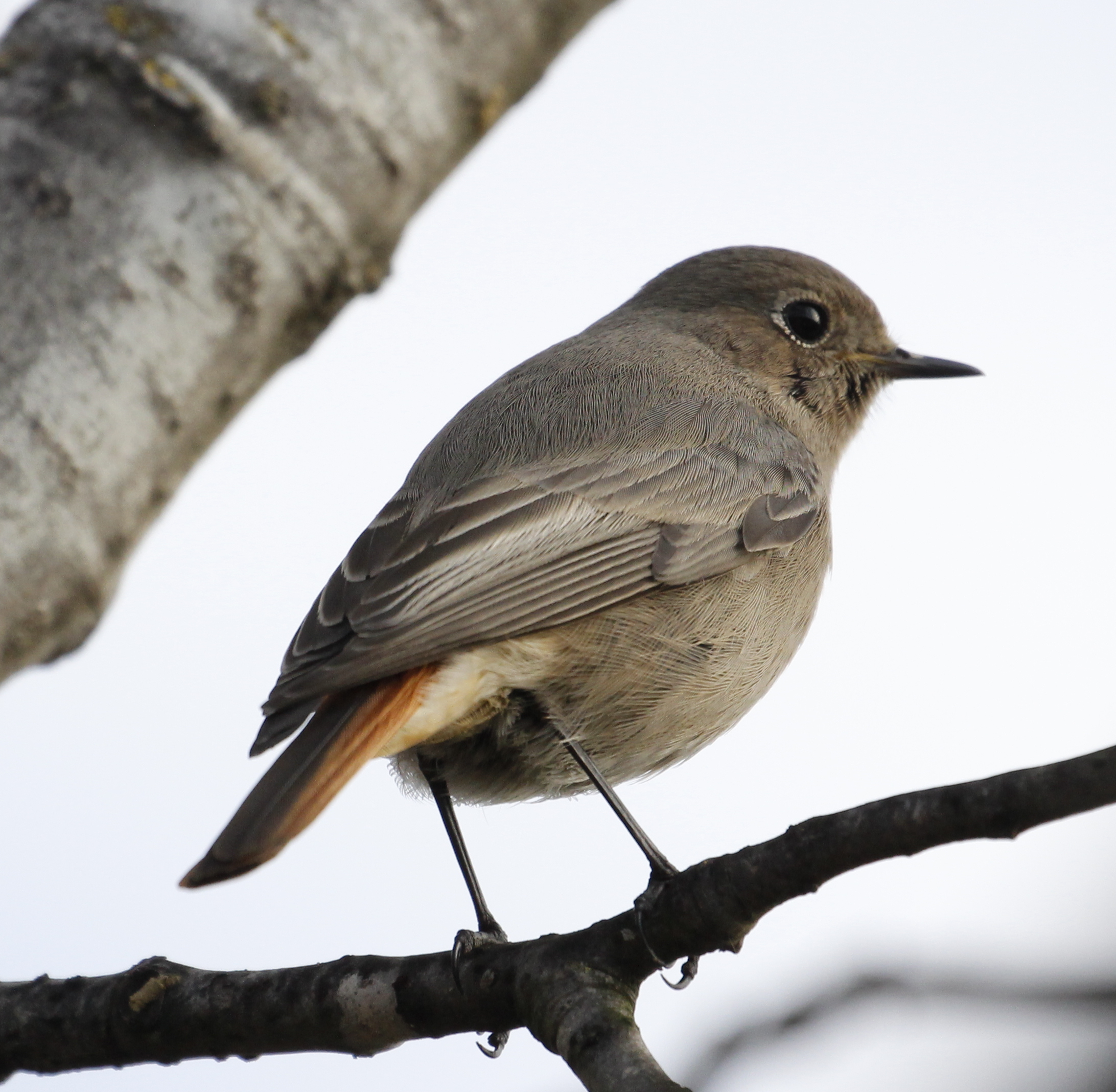 Redstart chimney sweep