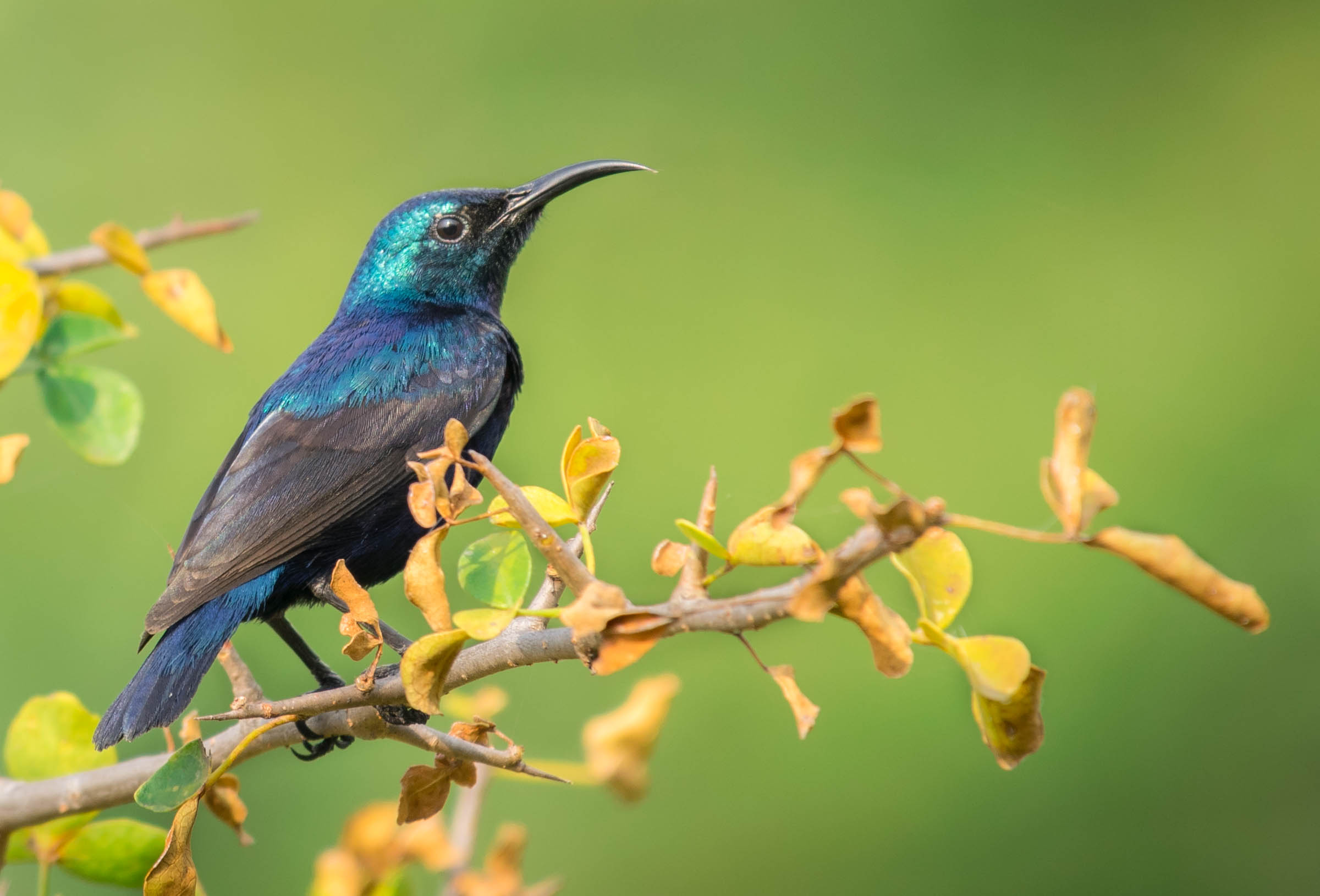 Purple Sunbird