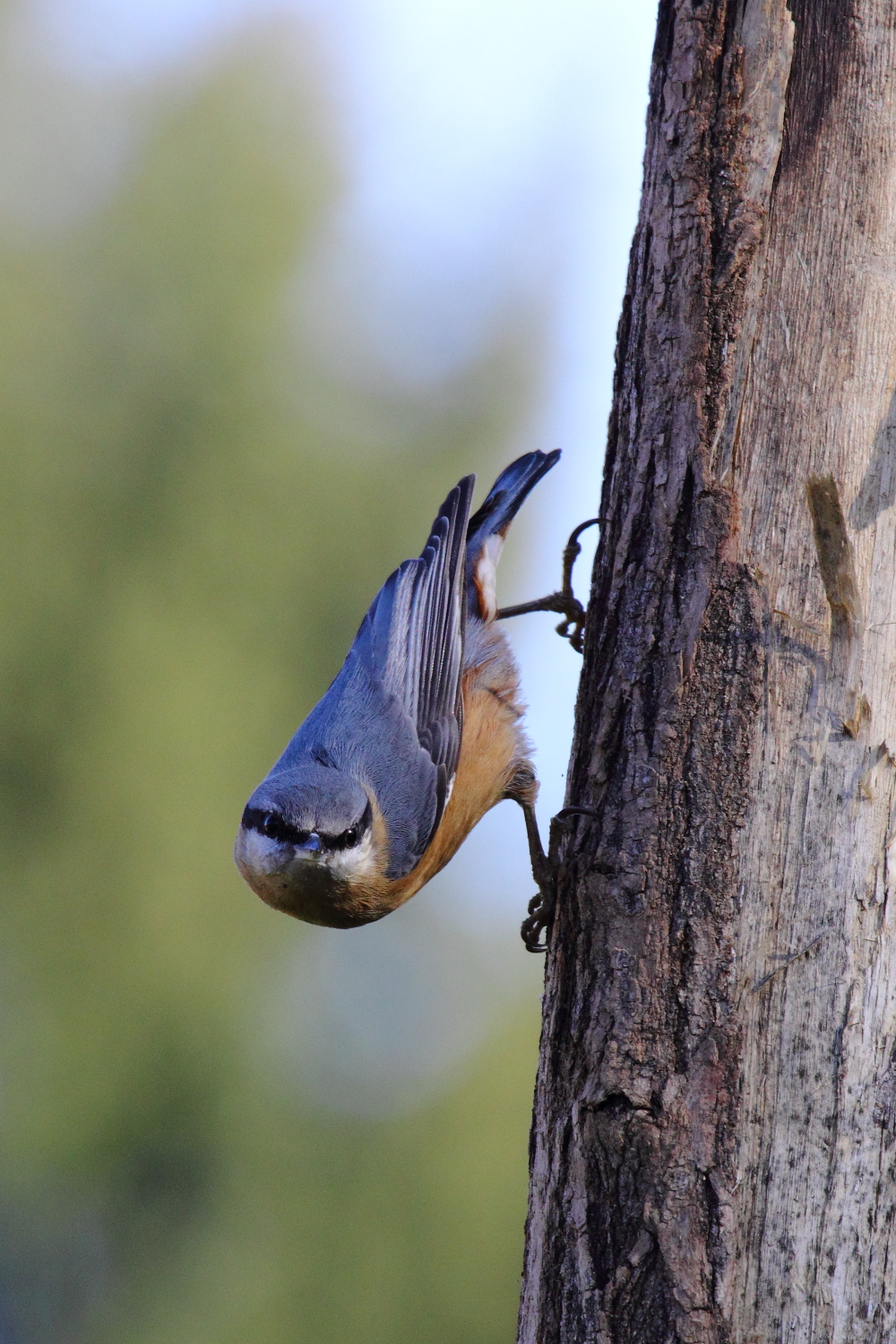 Pcchio Muratore (Sitta Europaea)