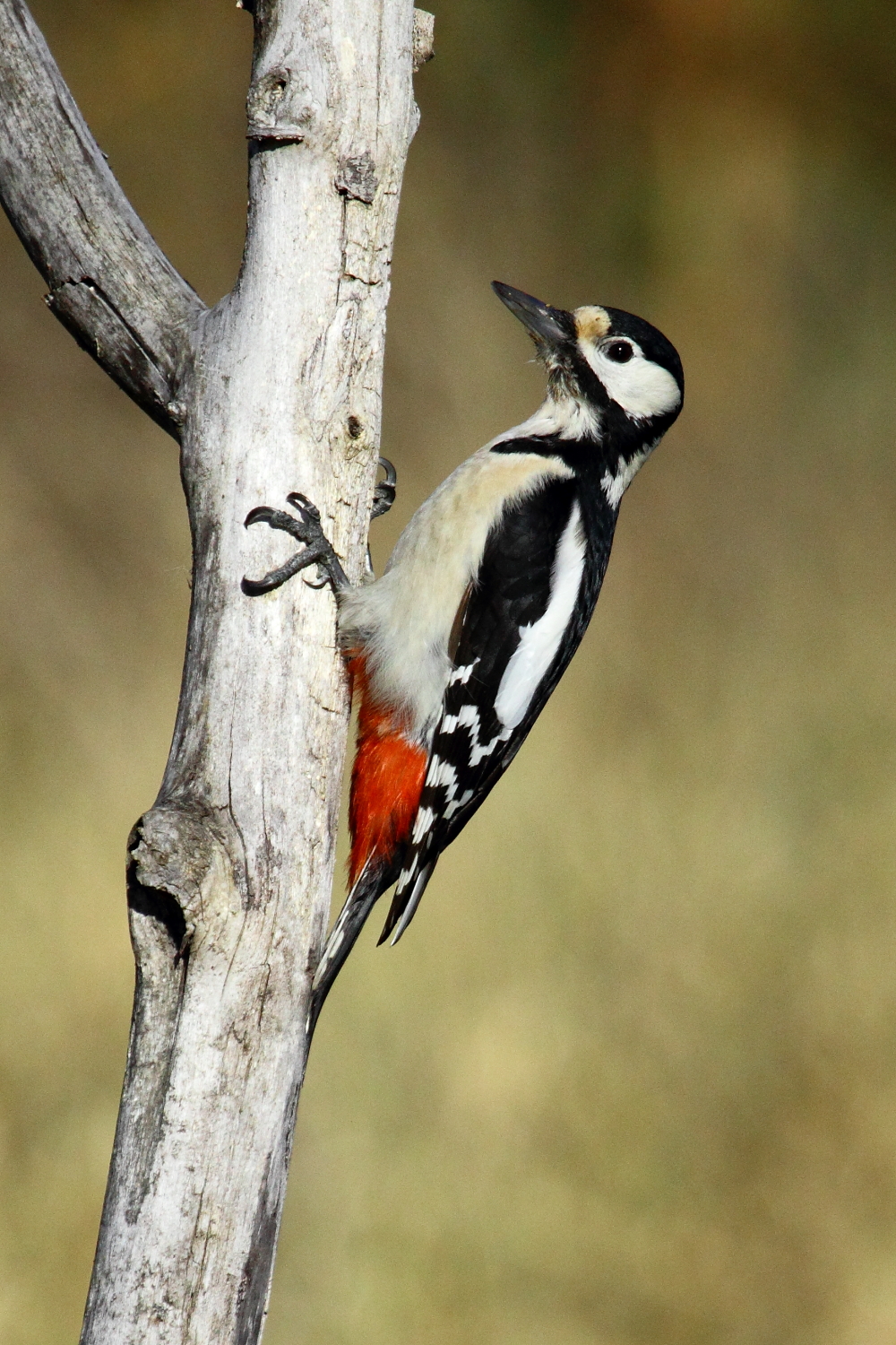 Picchio rosso maggiore (Dendrocopos major)