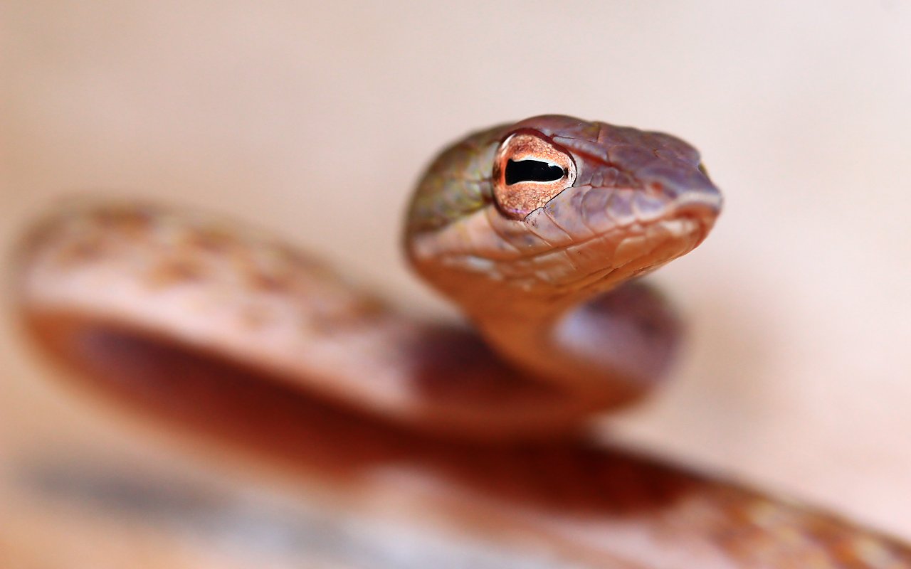 Arboreal snake 6
