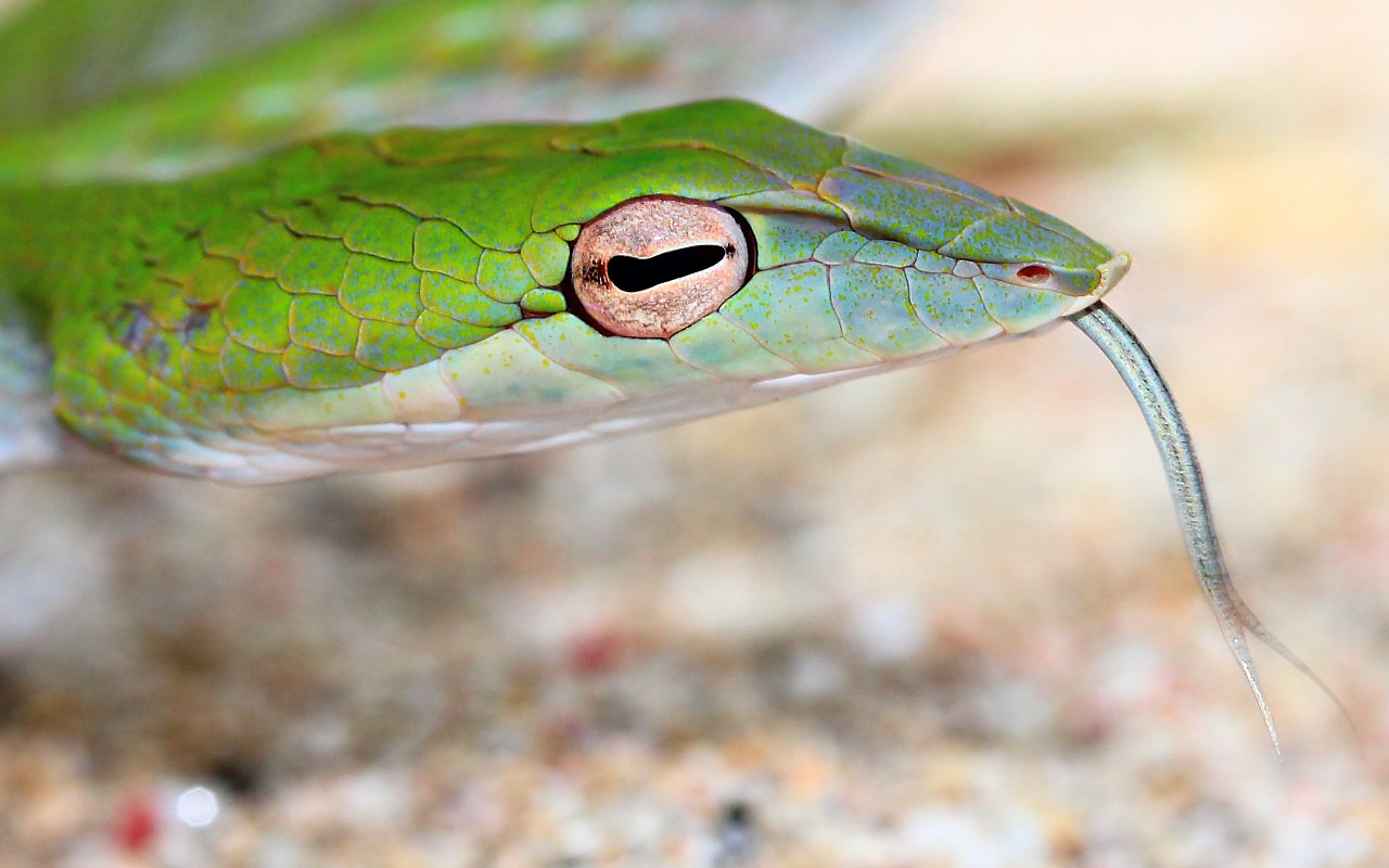 Arboreal snake 8