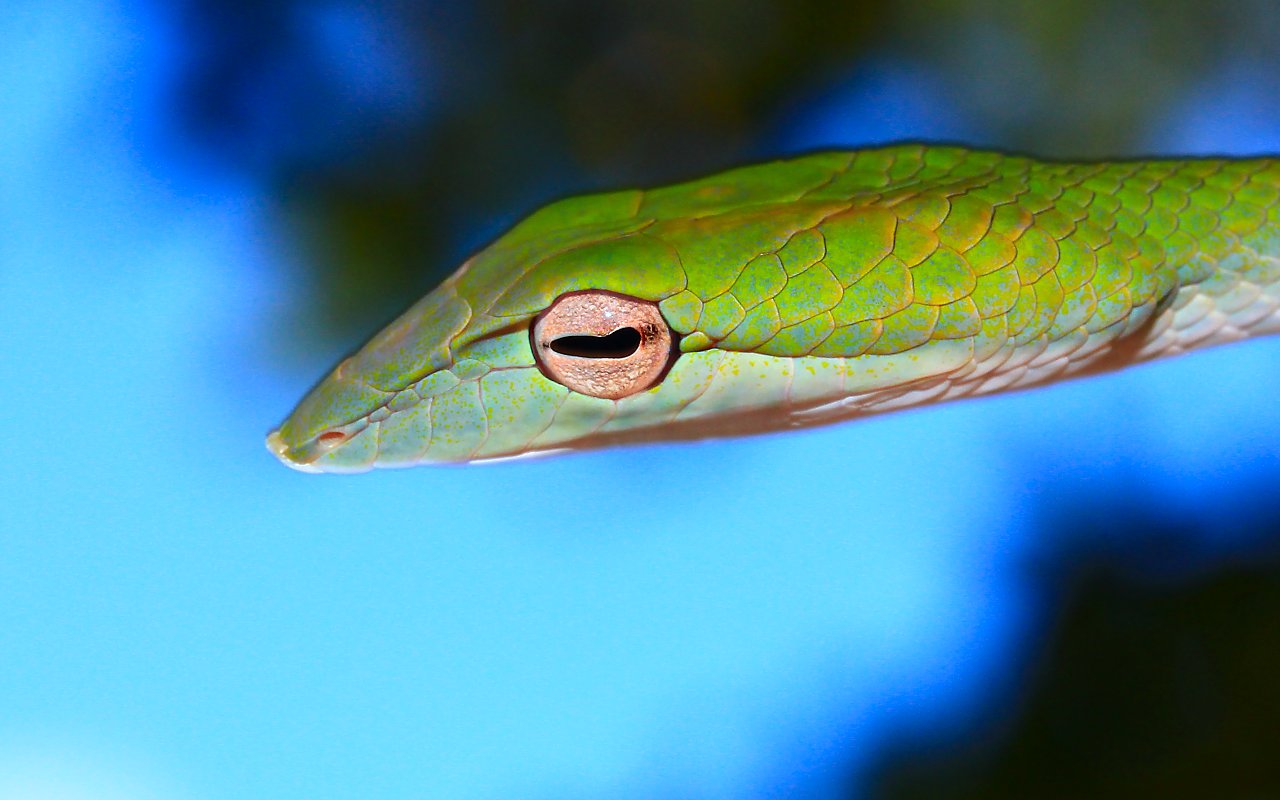 Arboreal snake 11