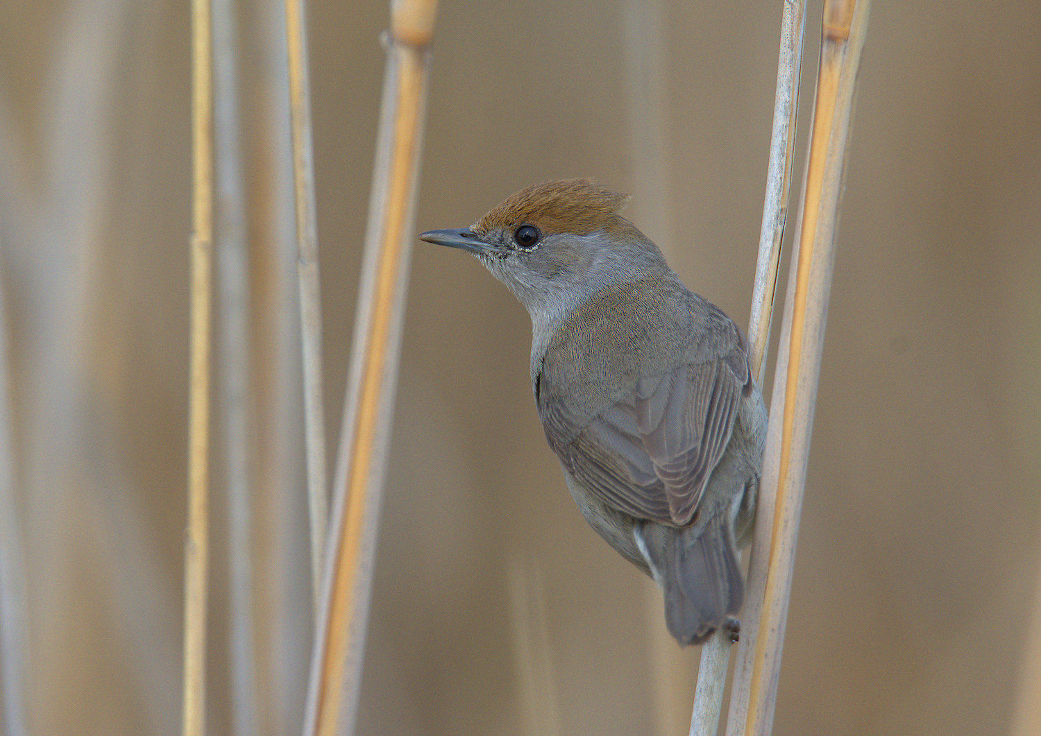 Female blackcap