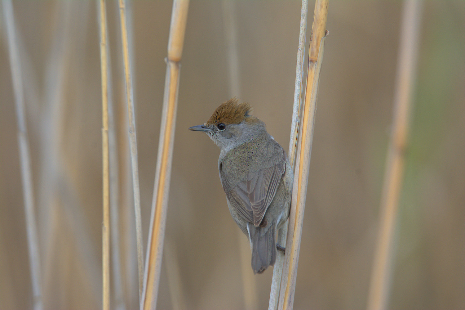 Female blackcap