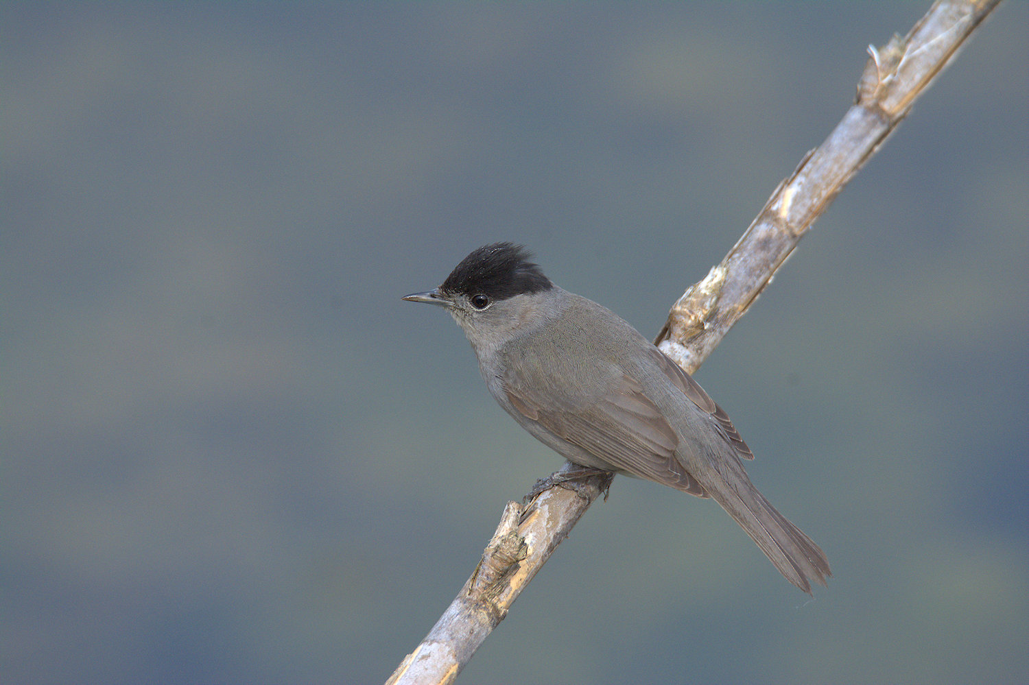 Male blackcap