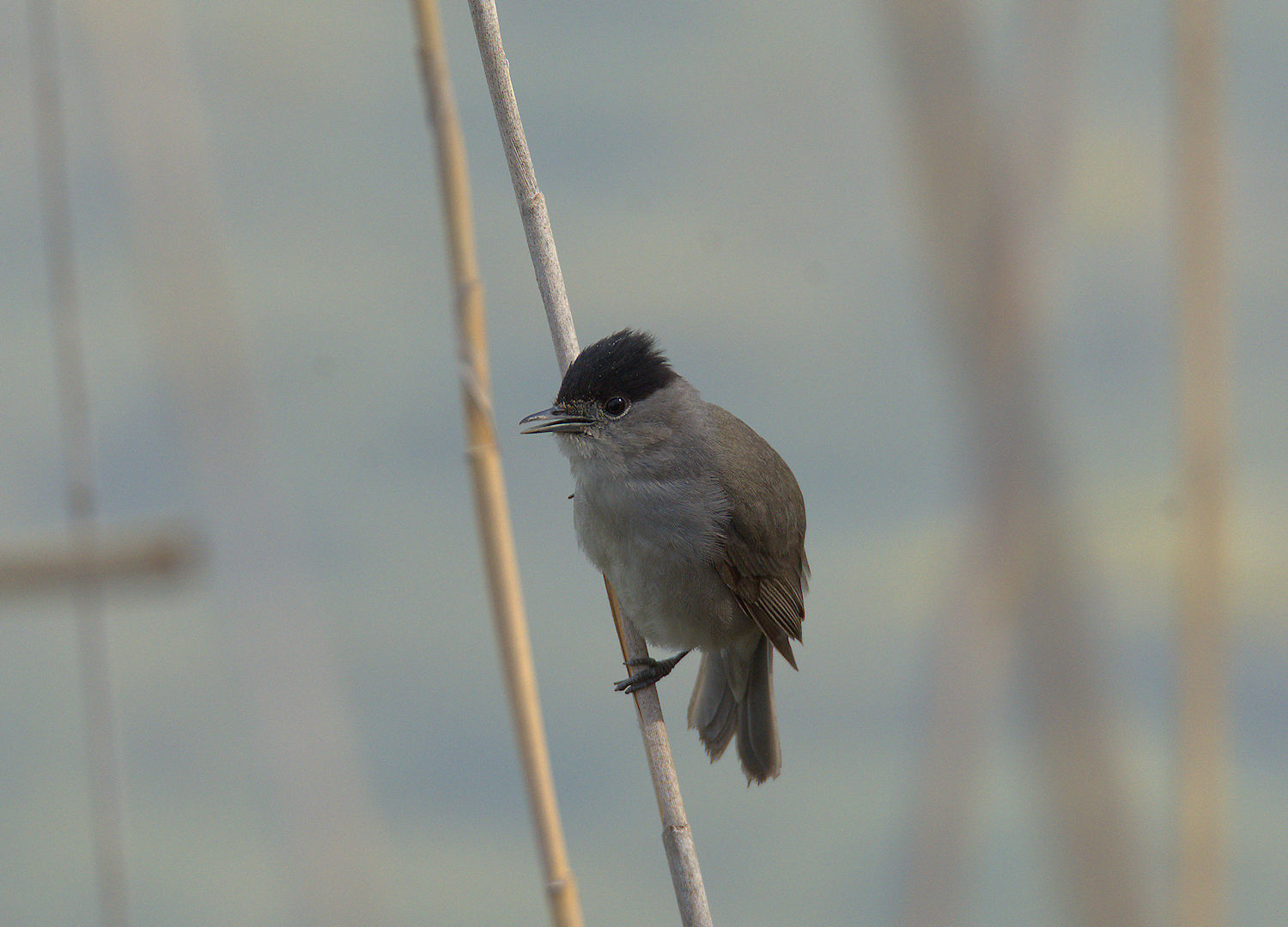 Male blackcap