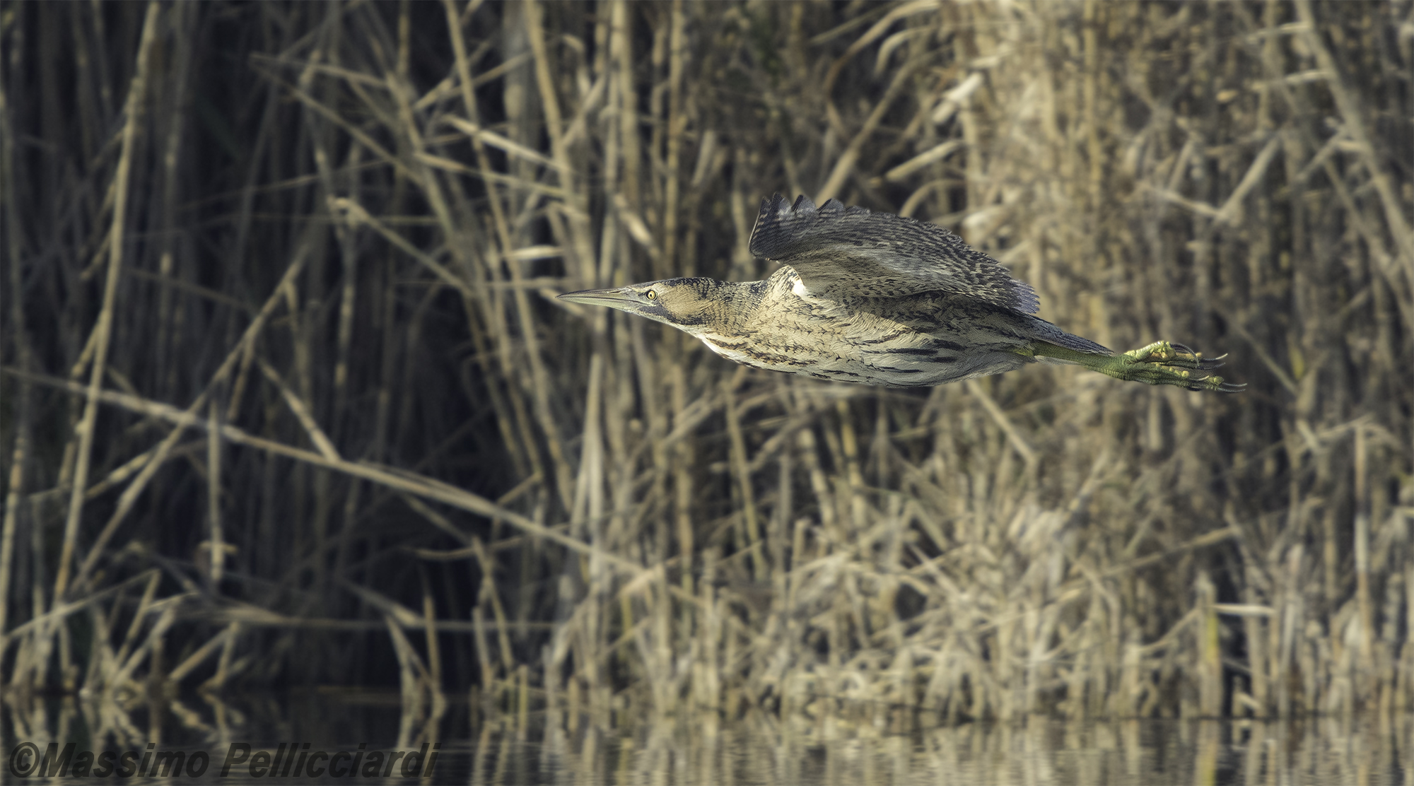 Il volo del tarabuso