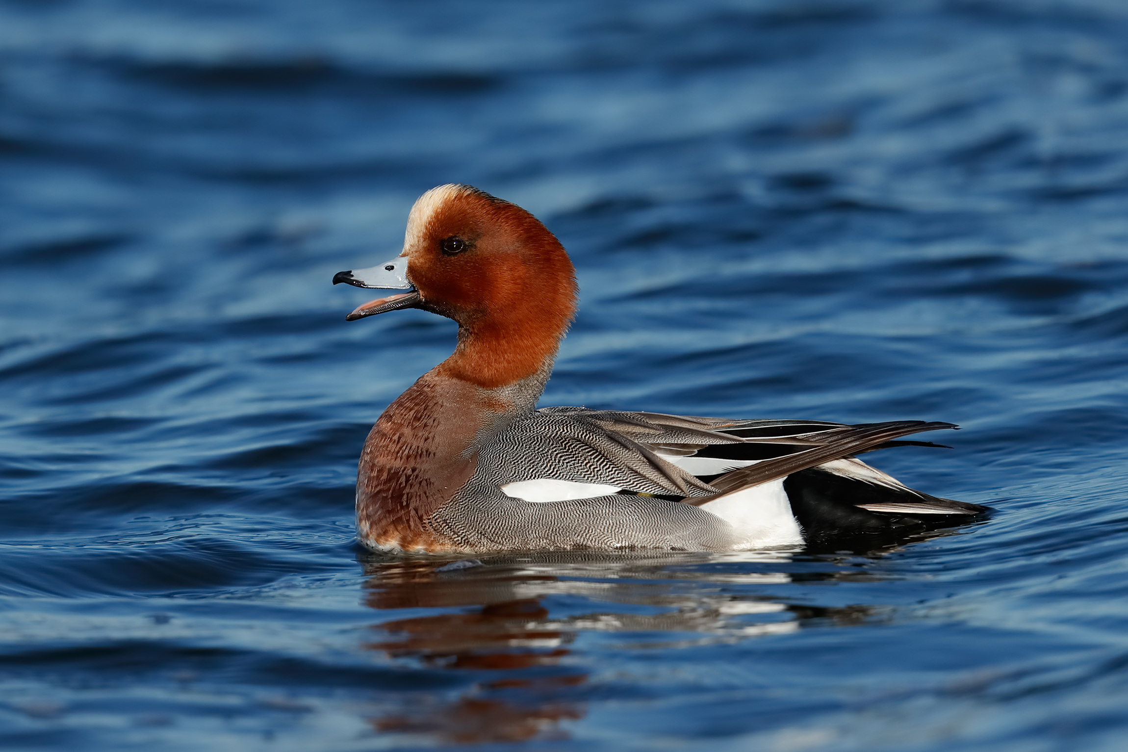 The call of the whistle