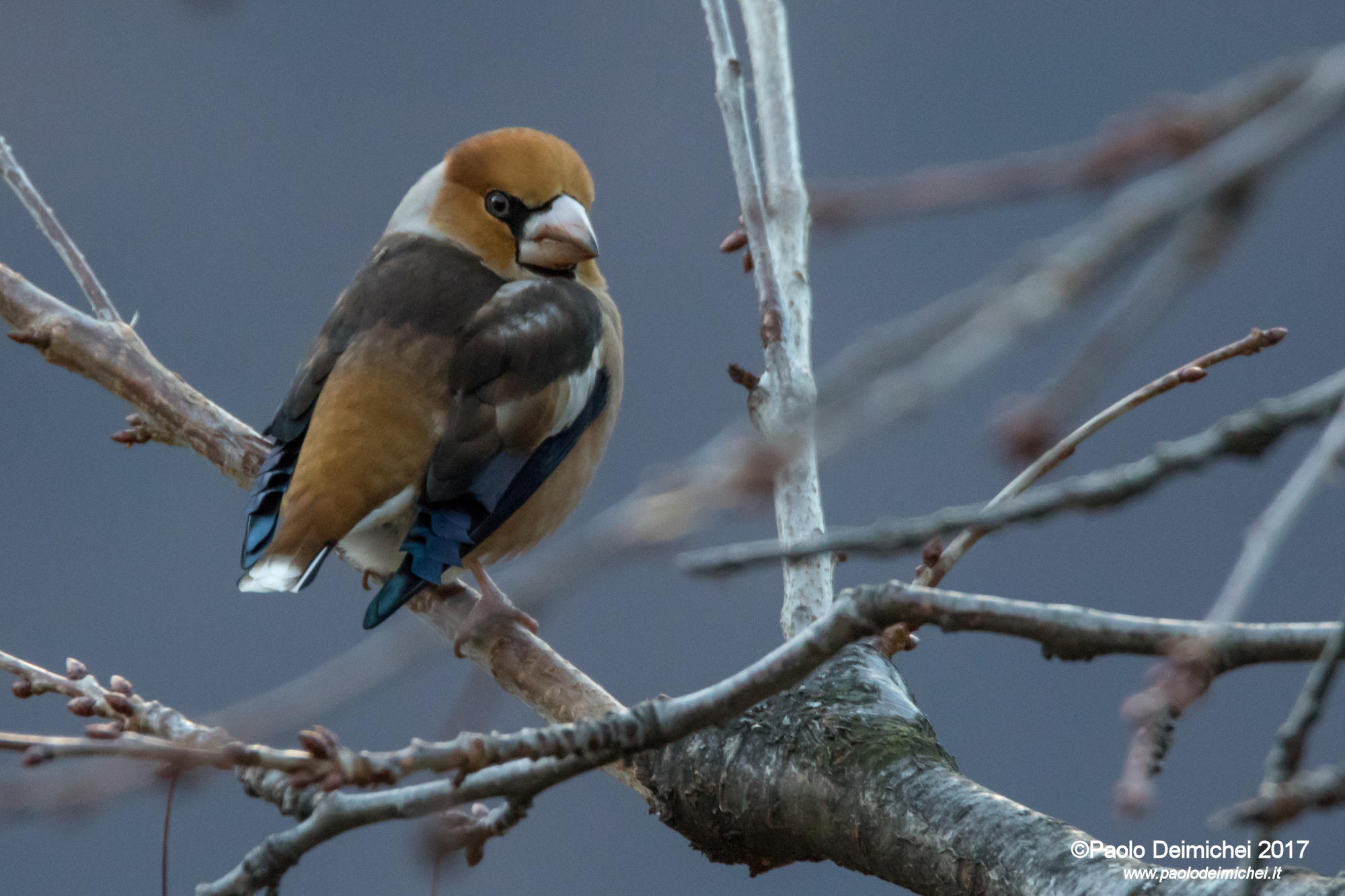 Lo spettacolare Frosone che è venuto a trovarmi a cas...