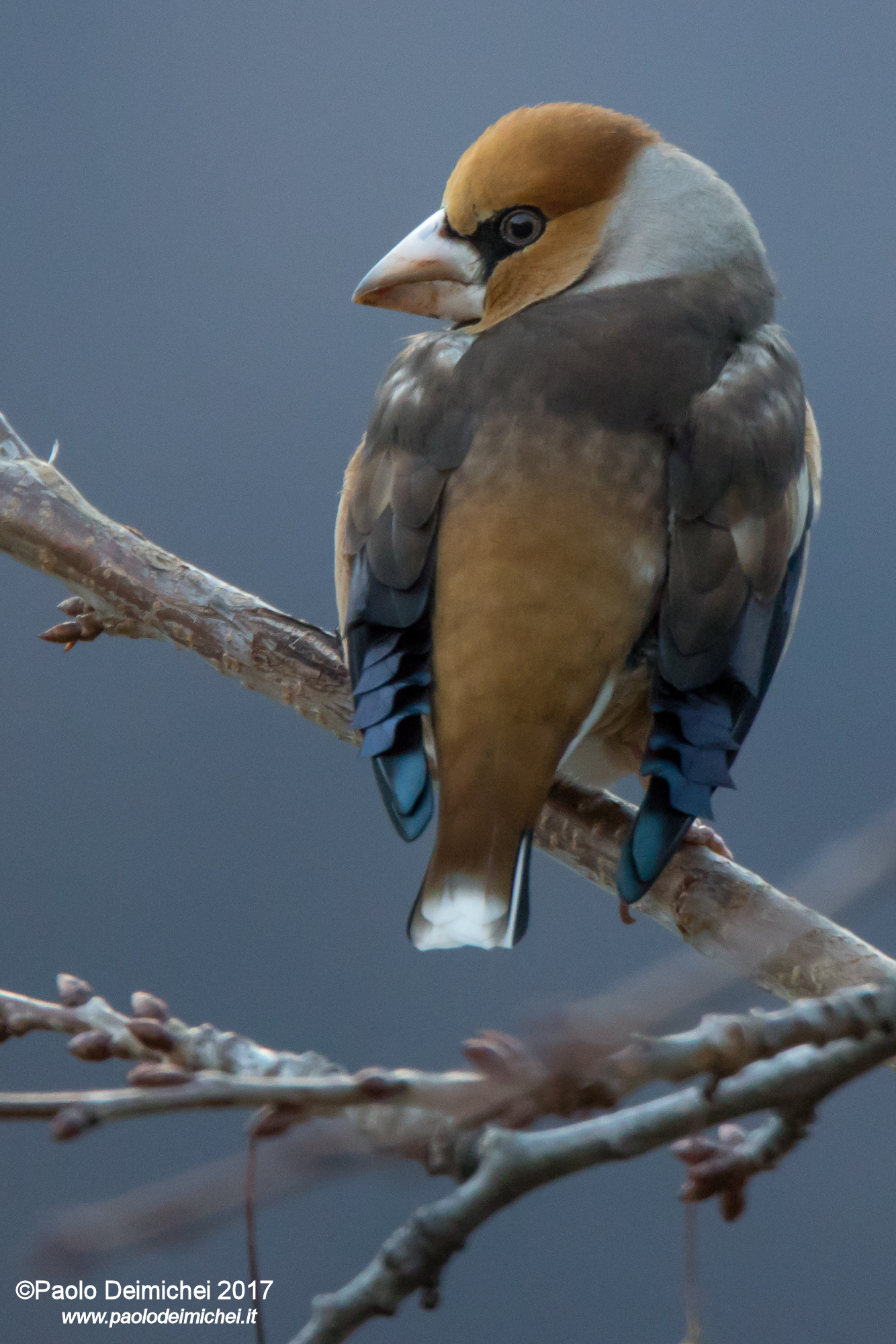 Gli spettacolari colori del Frosone