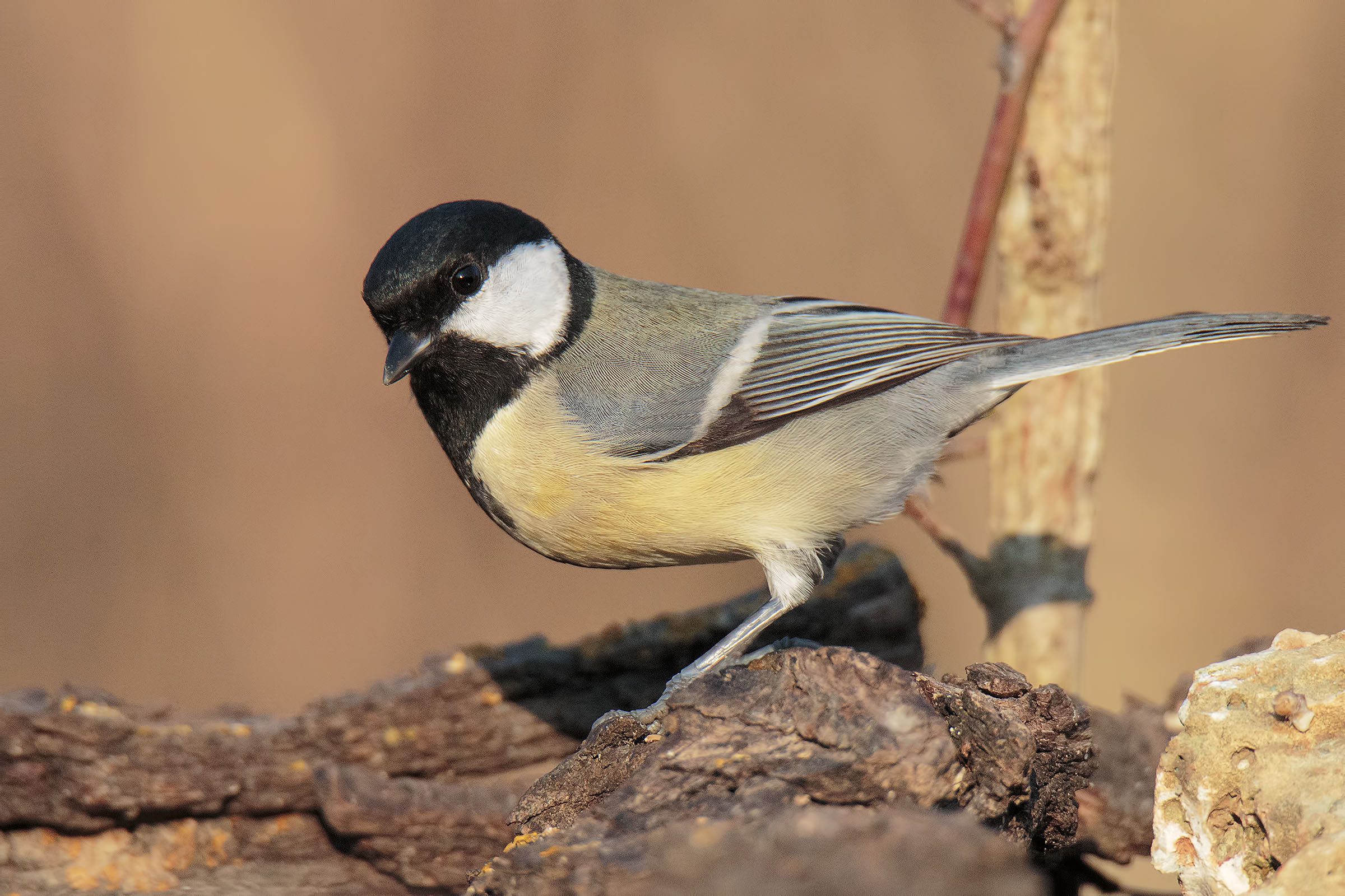 Great Tit