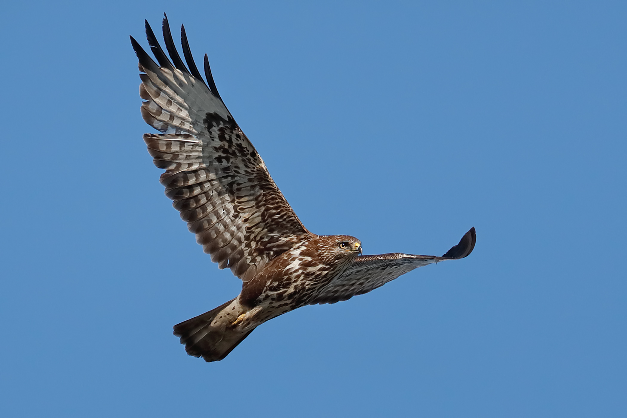 Buzzard