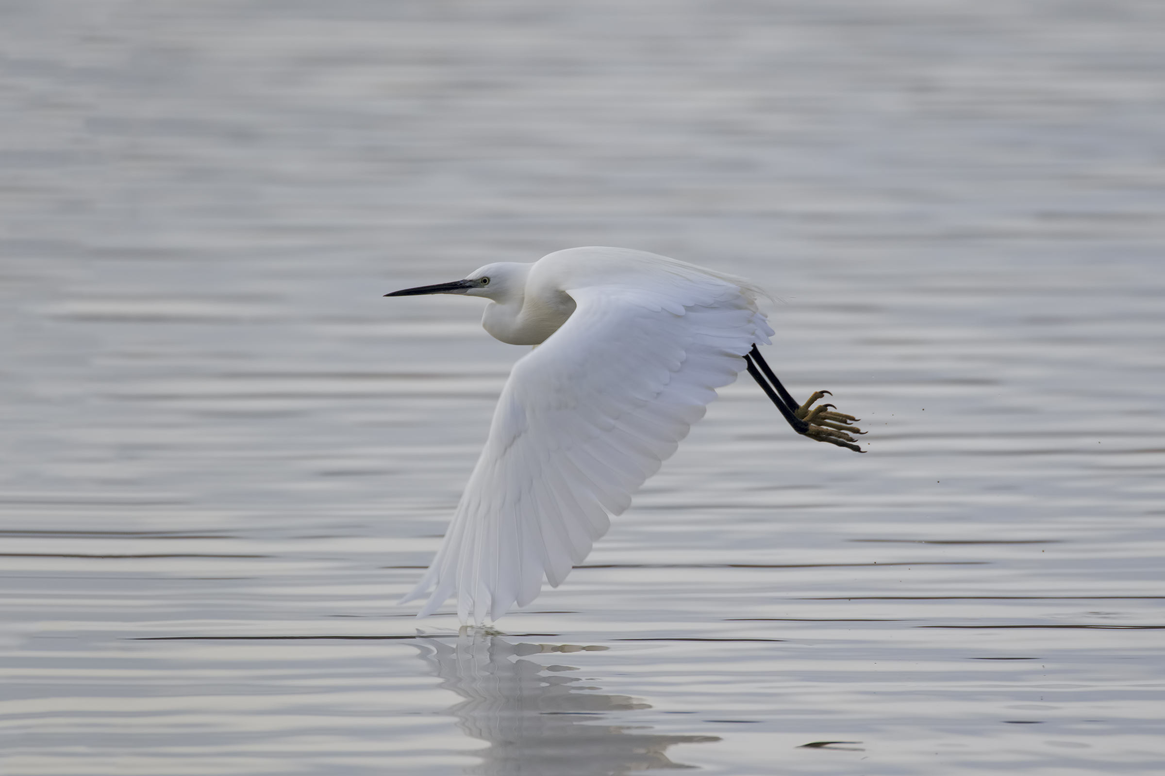 Gazzetta Volo with a stream of water