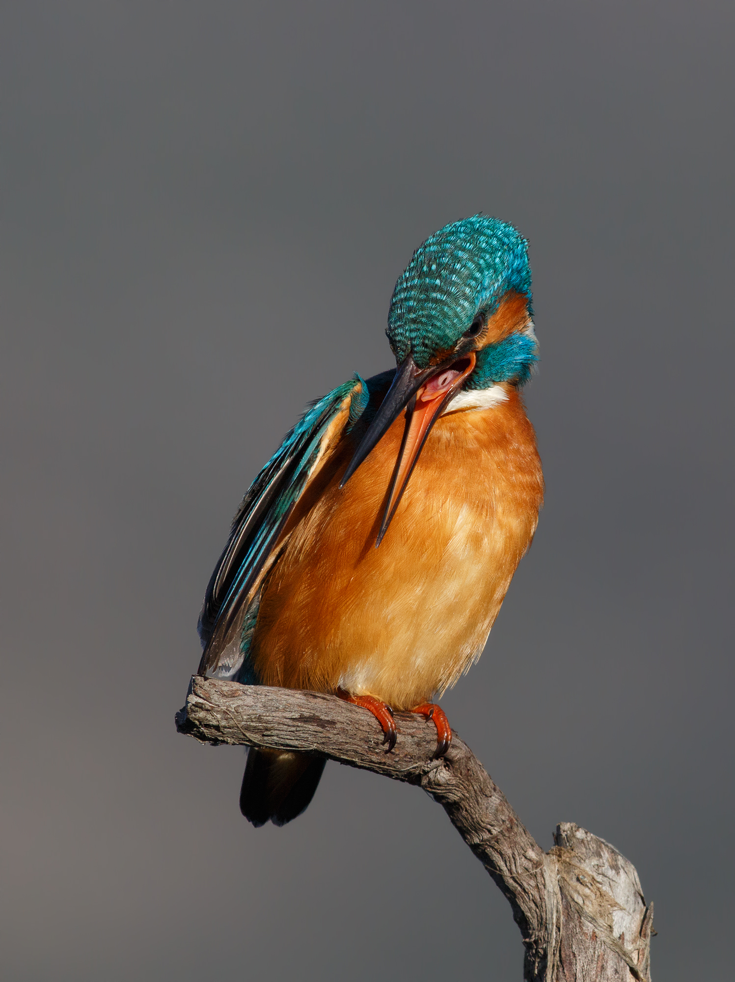 Kingfisher