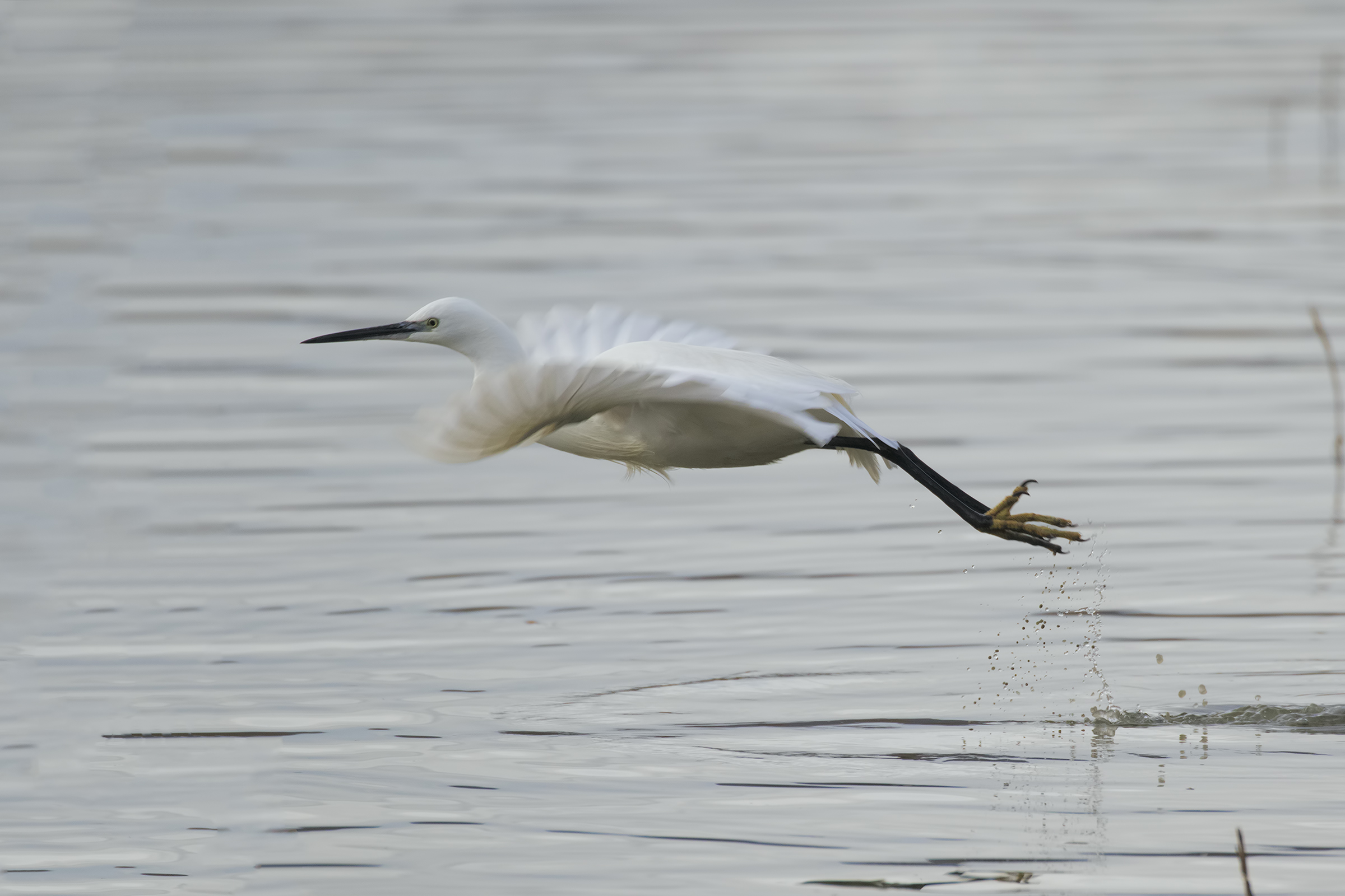 Egret in movement