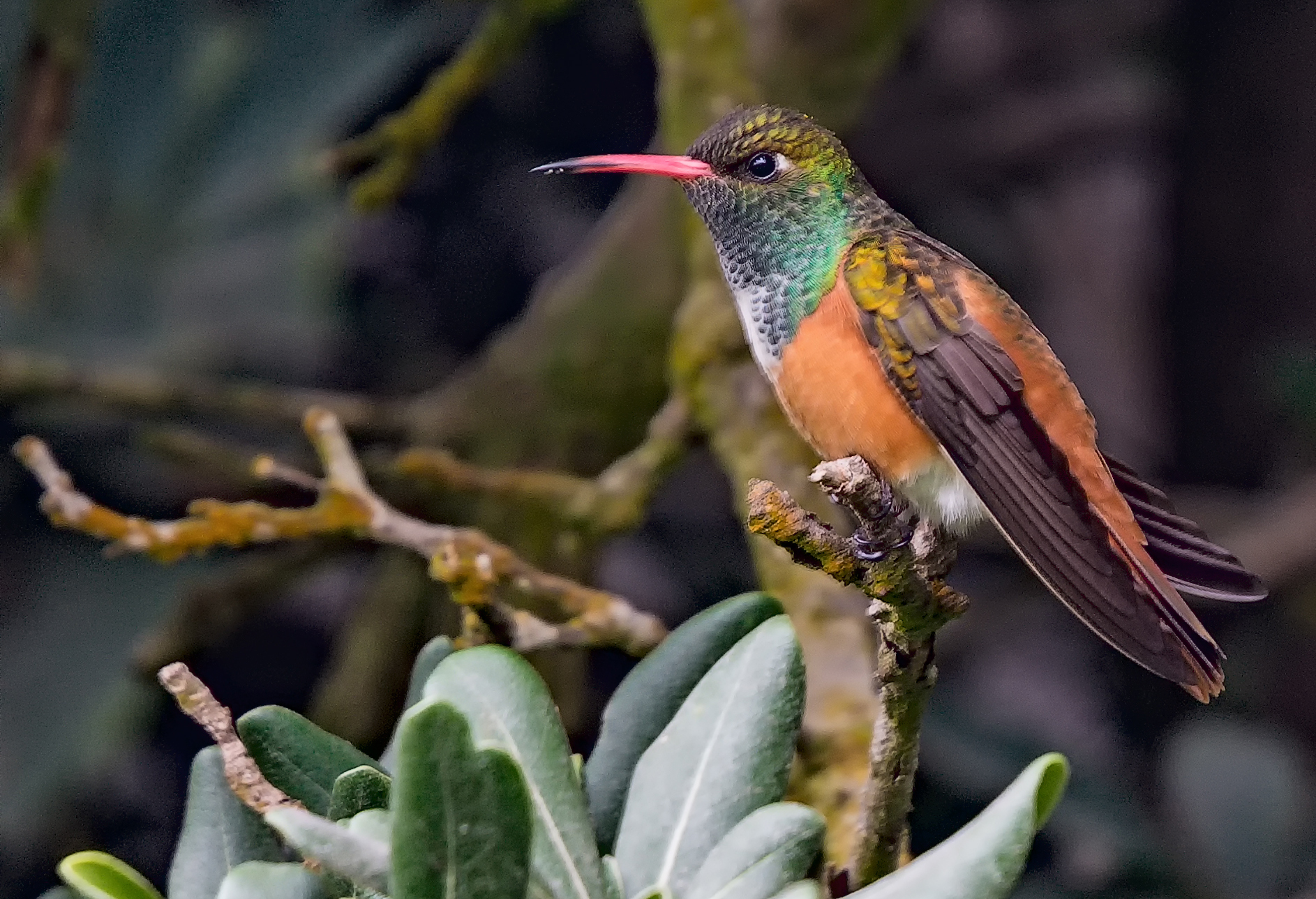 Colibrì