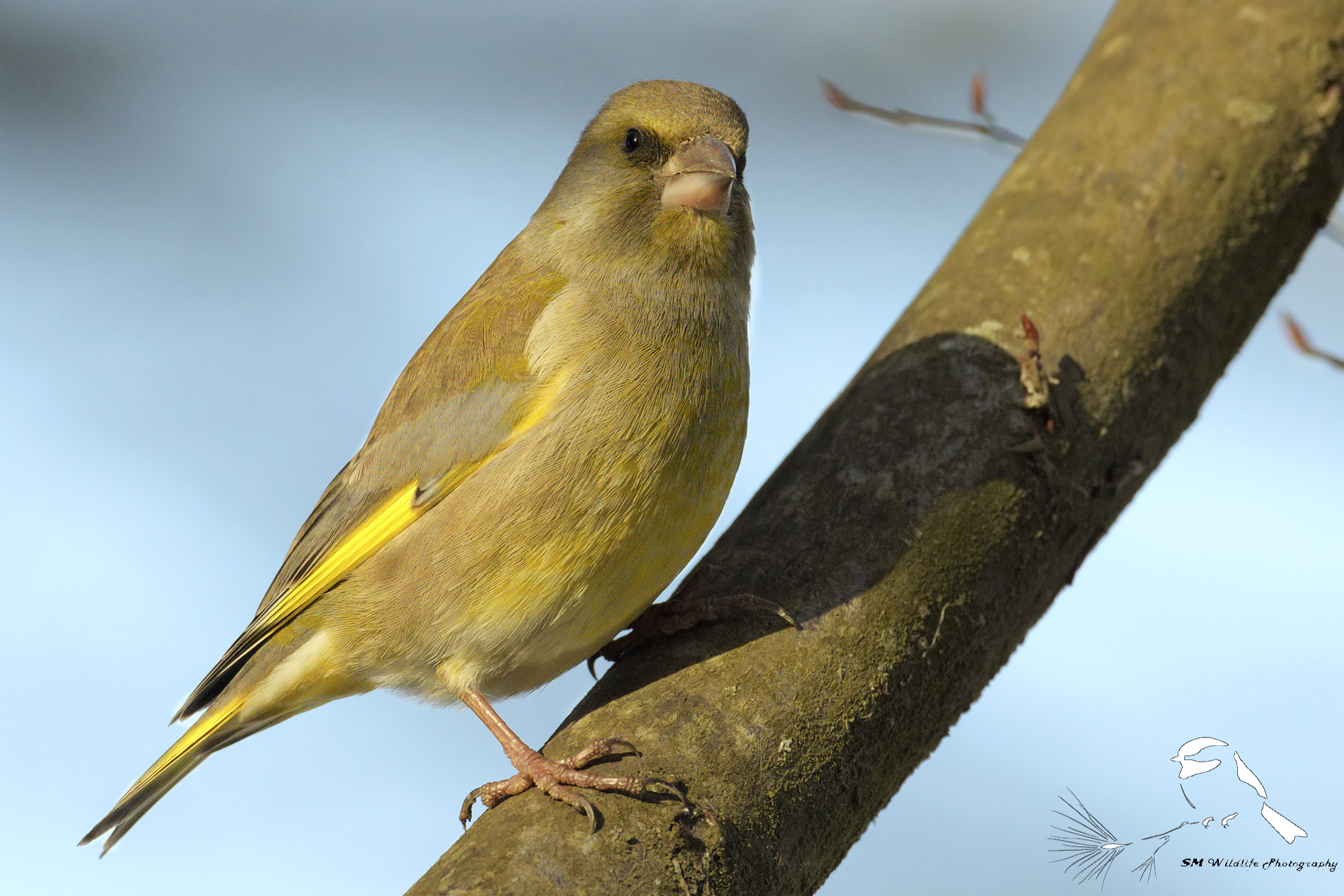 Verdone (Chloris chloris)