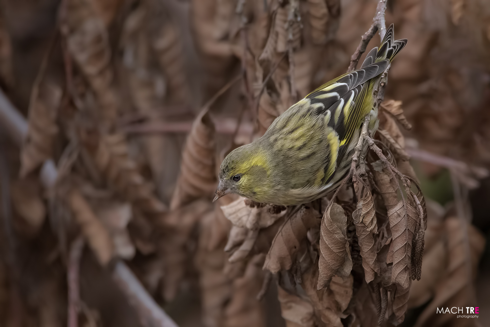 Lucherino (Carduelis spinus)