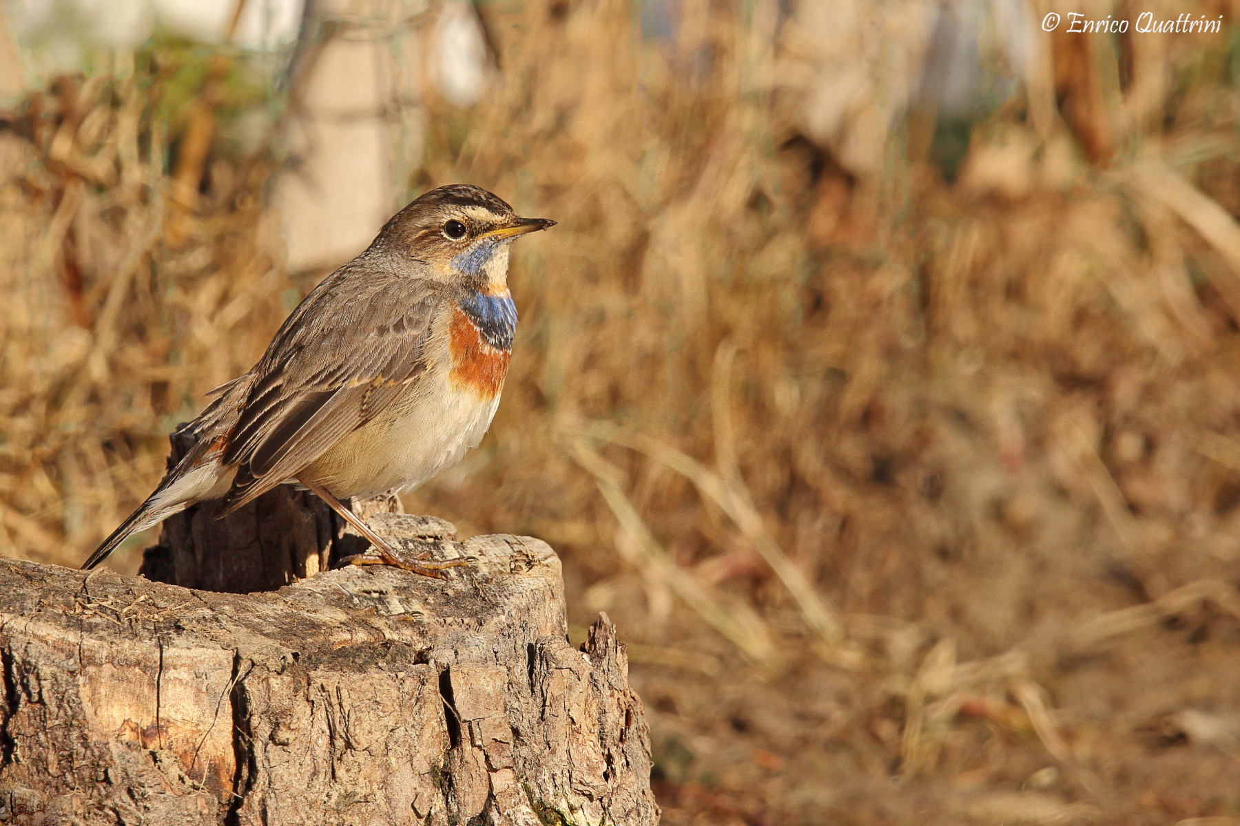 Bluethroat