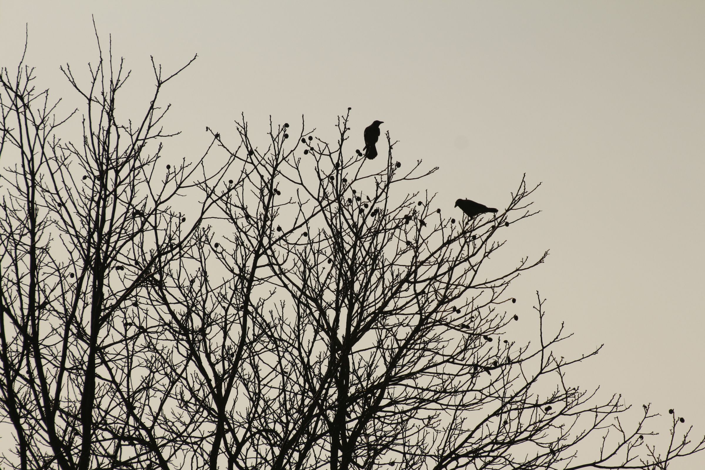 winter is here that comes