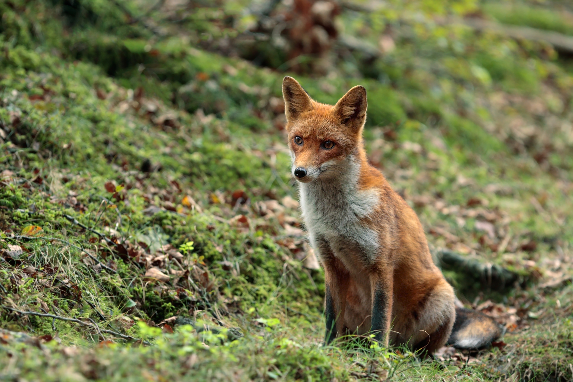 Giovane Volpe nel bosco ...