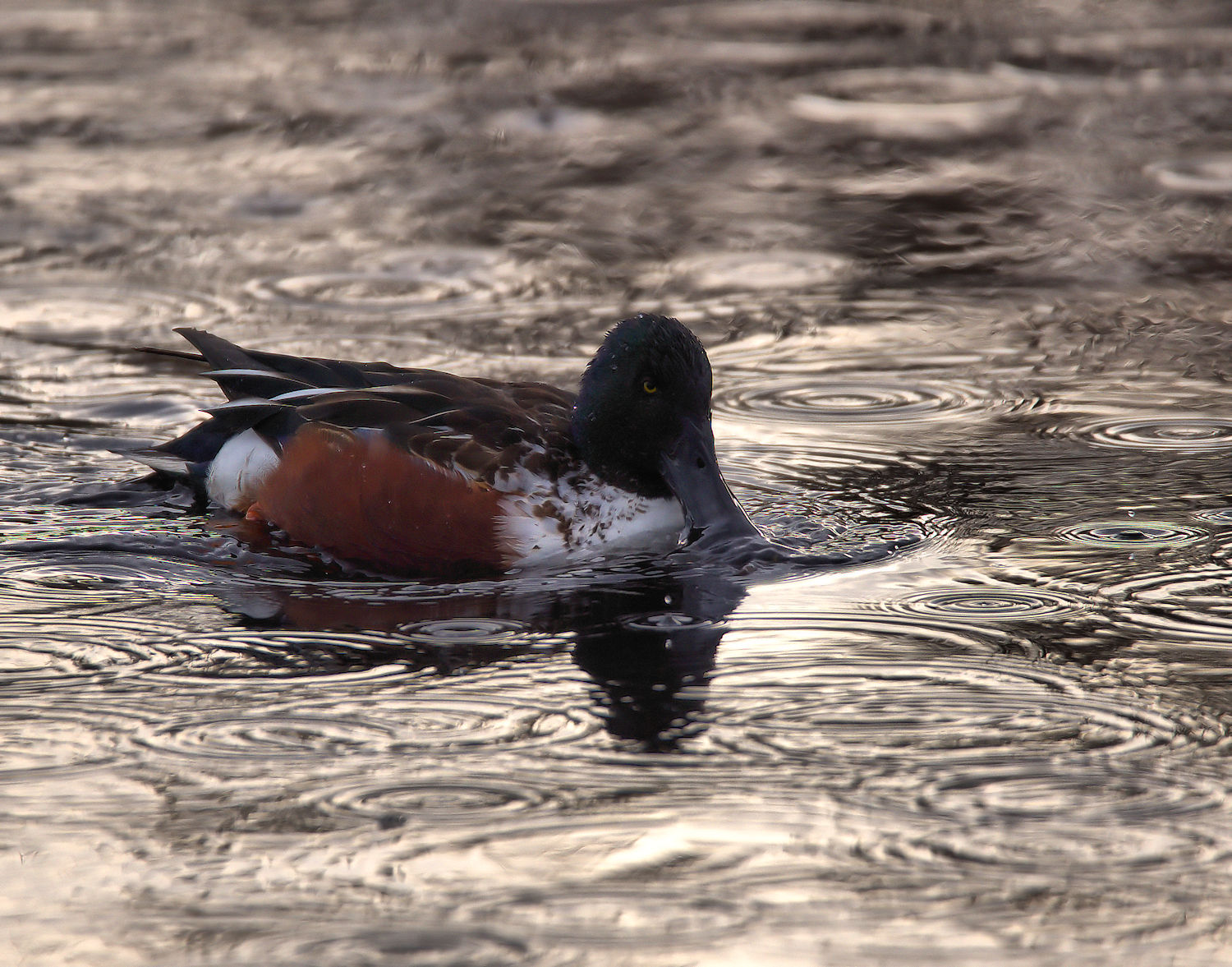 Male shoveler