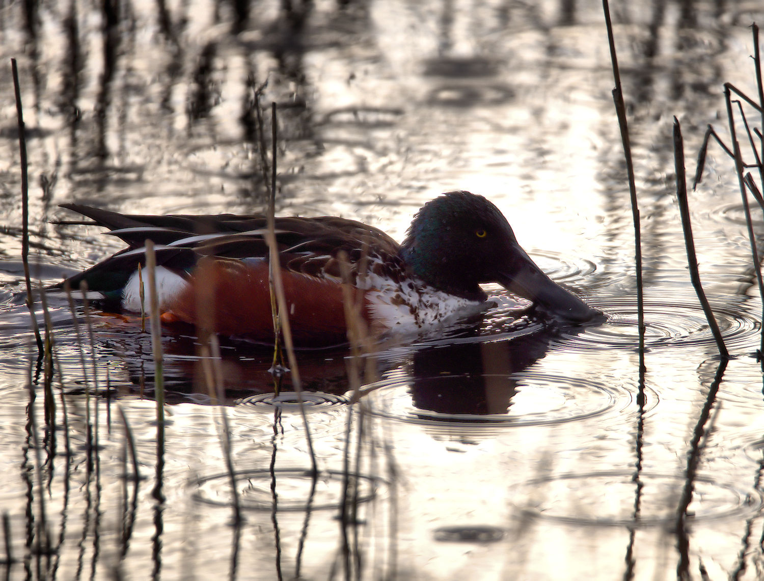 Male shoveler