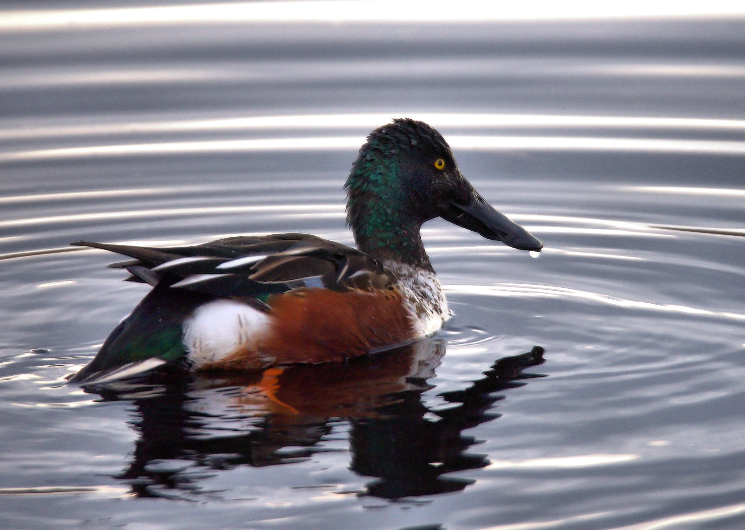 Male shoveler