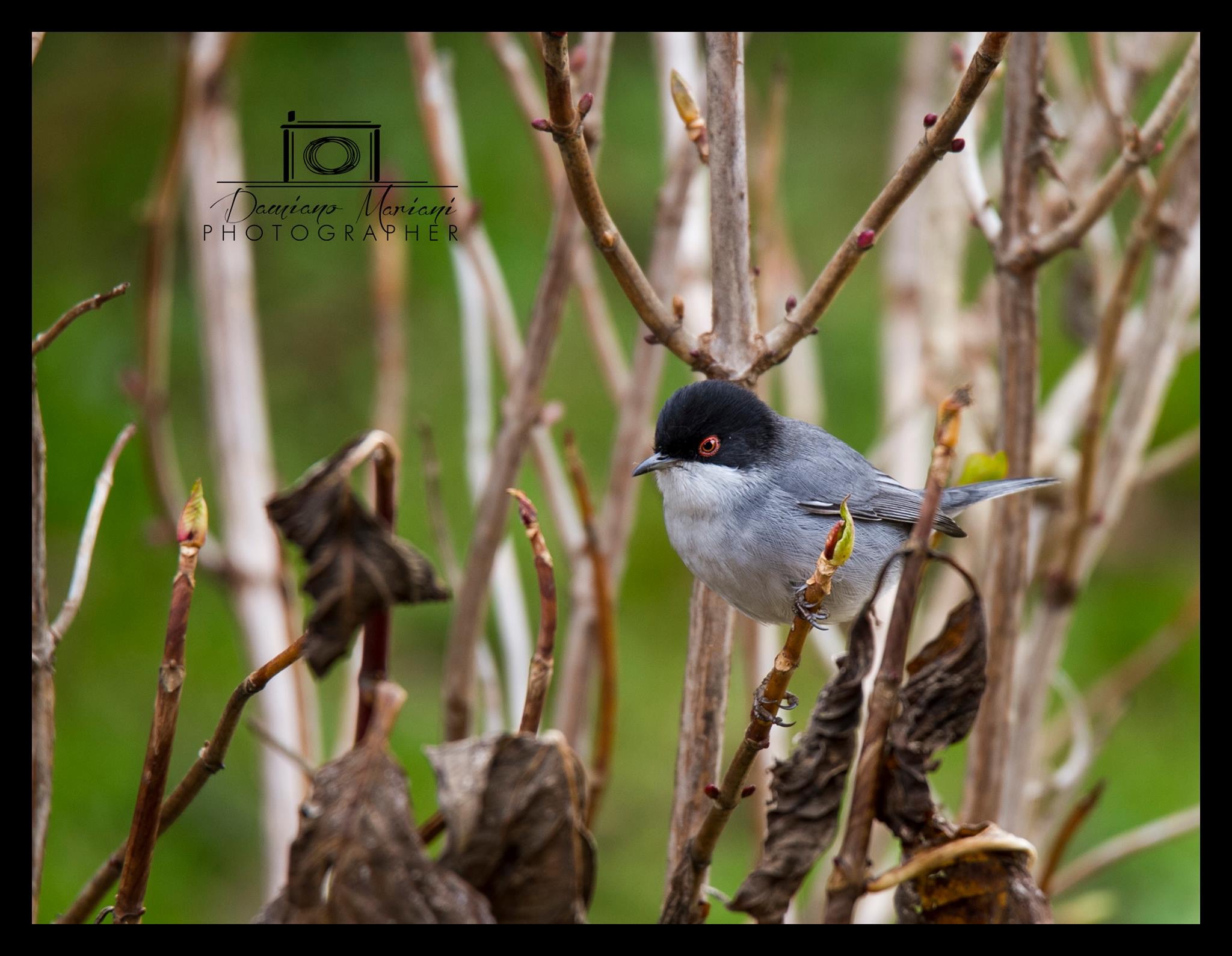 Blackcap
