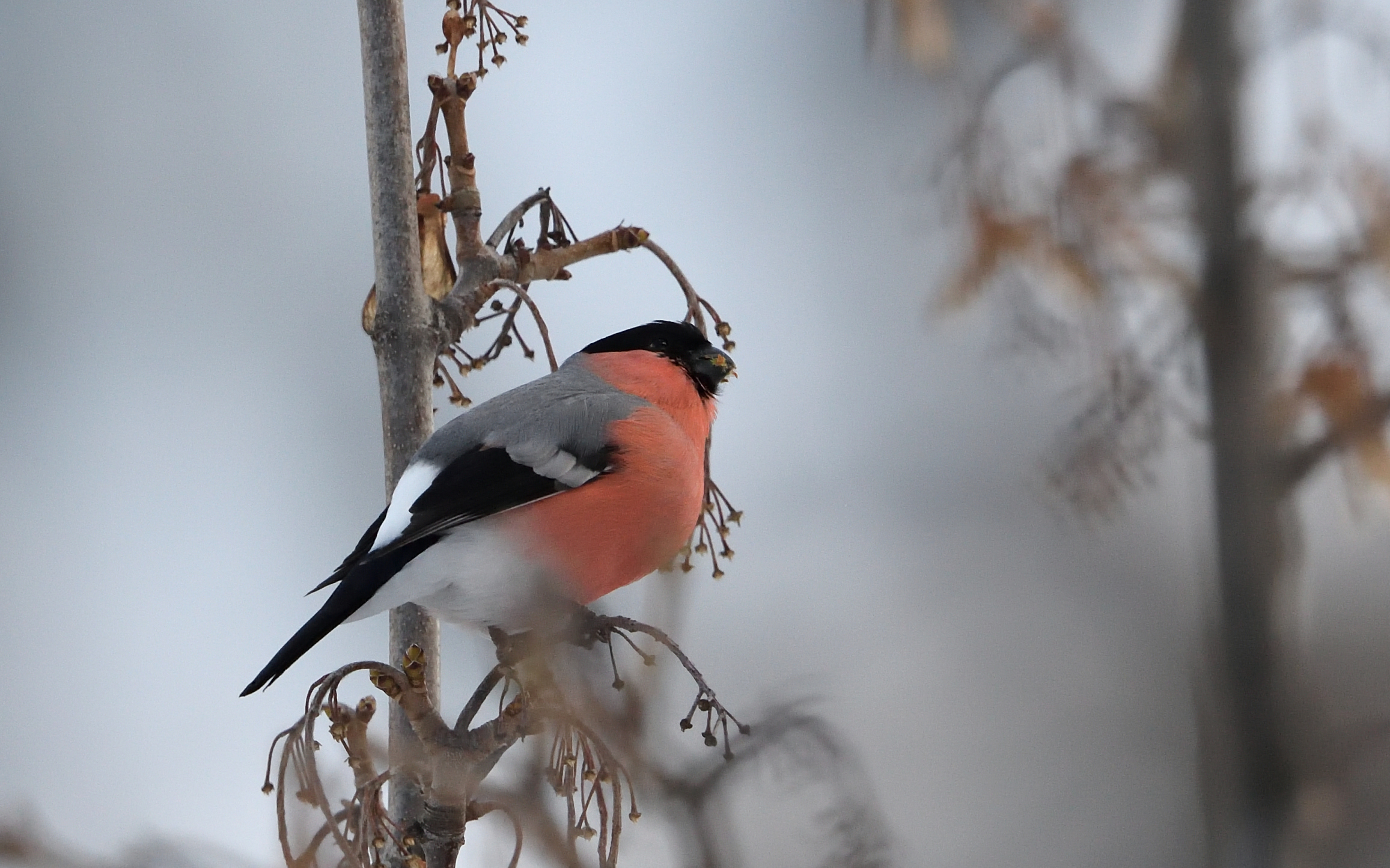 bullfinch m.
