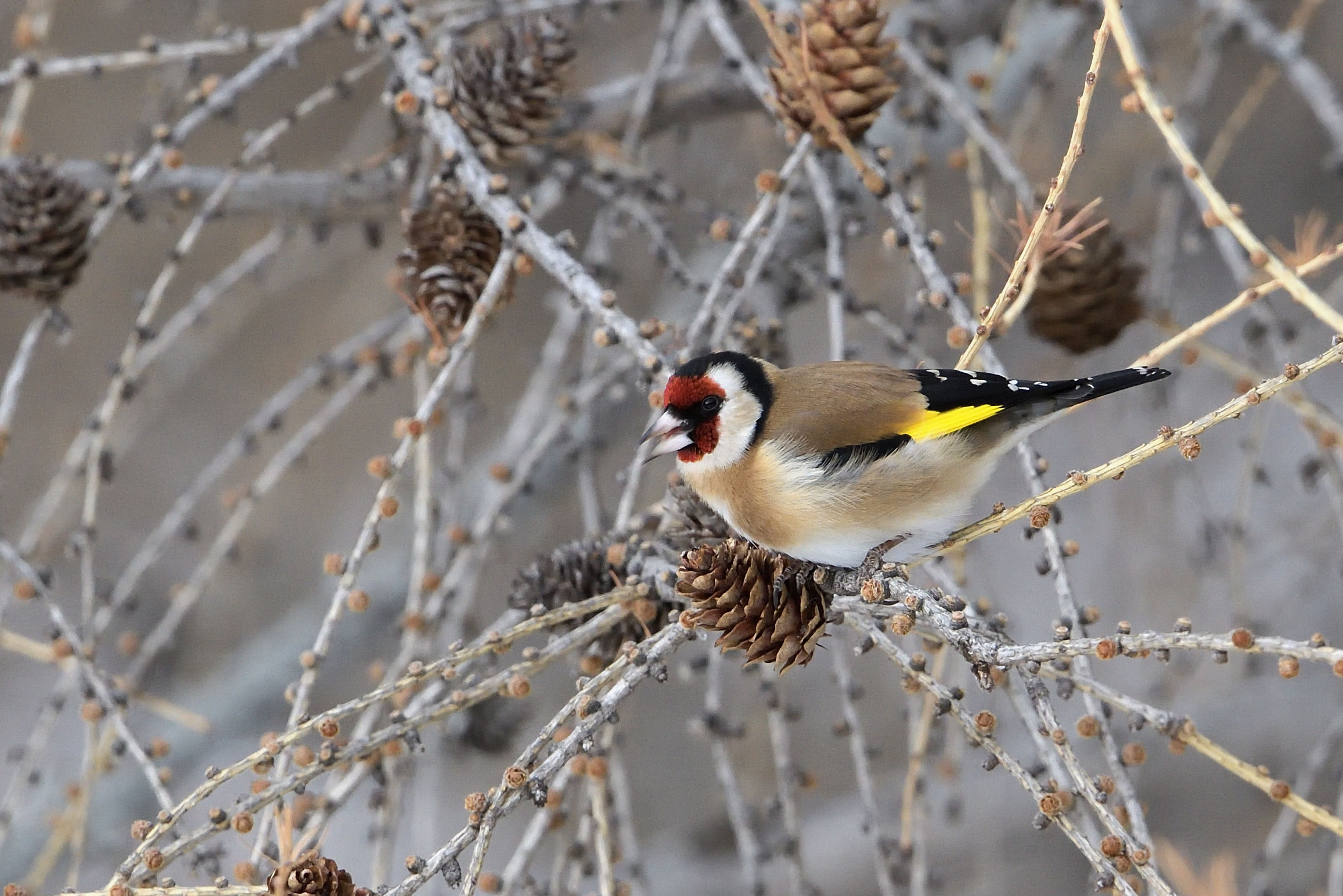 goldfinch
