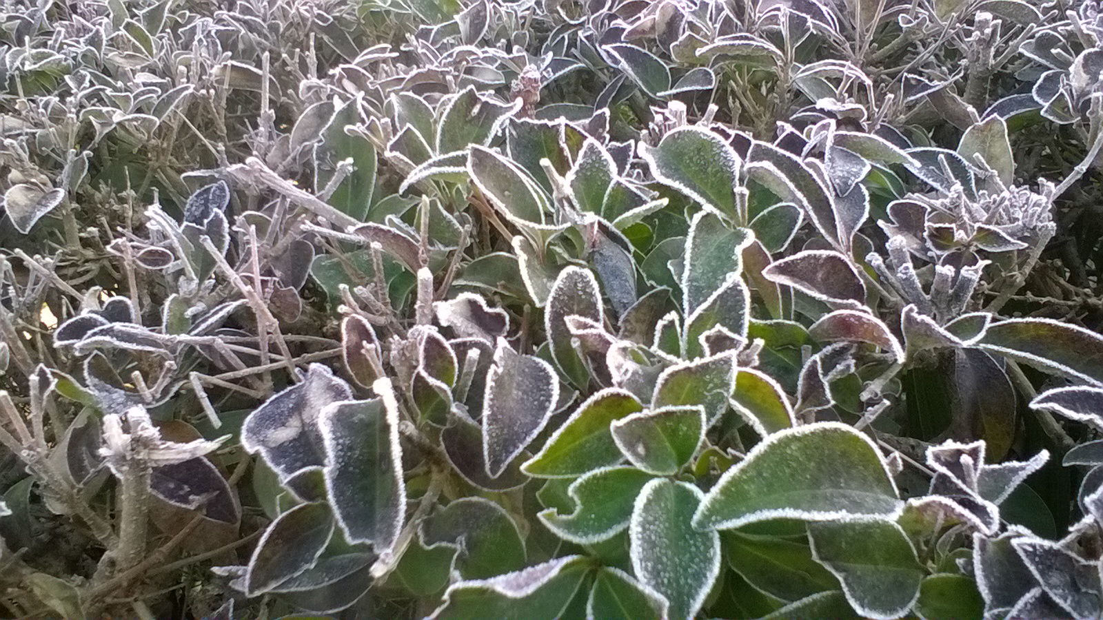 Frost