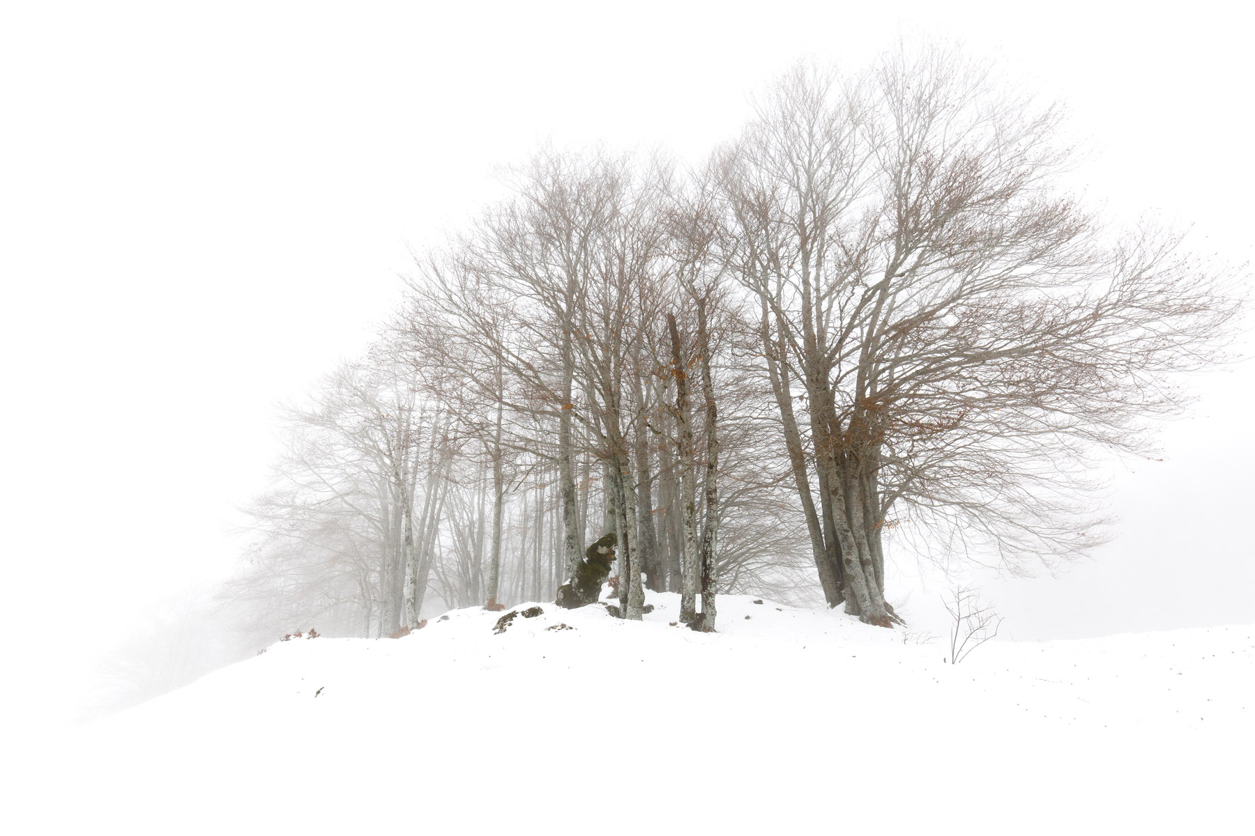 e' strano vagare nella nebbia!...Ognuno è solo...