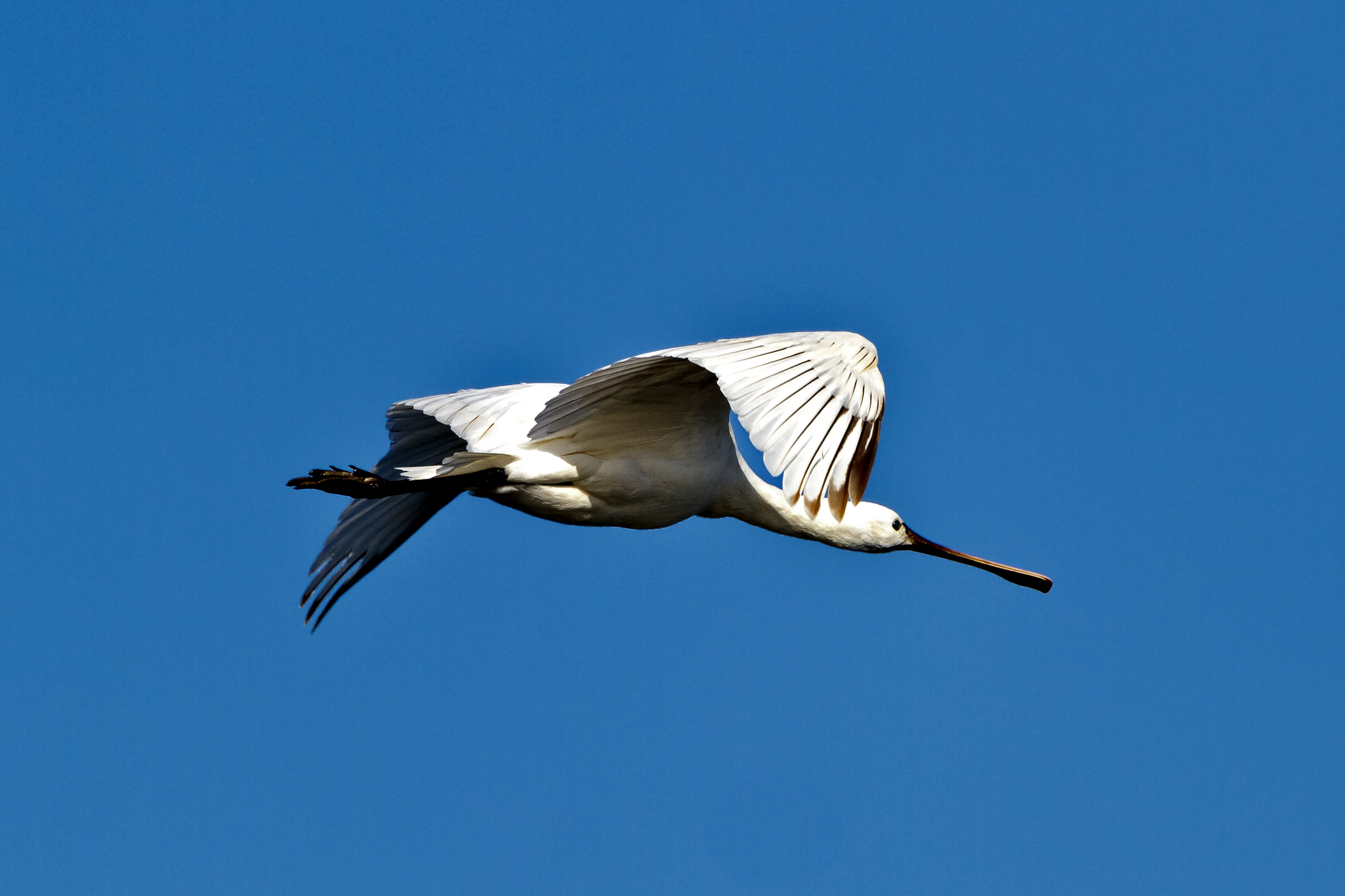Spatola  Platalea leucorodia