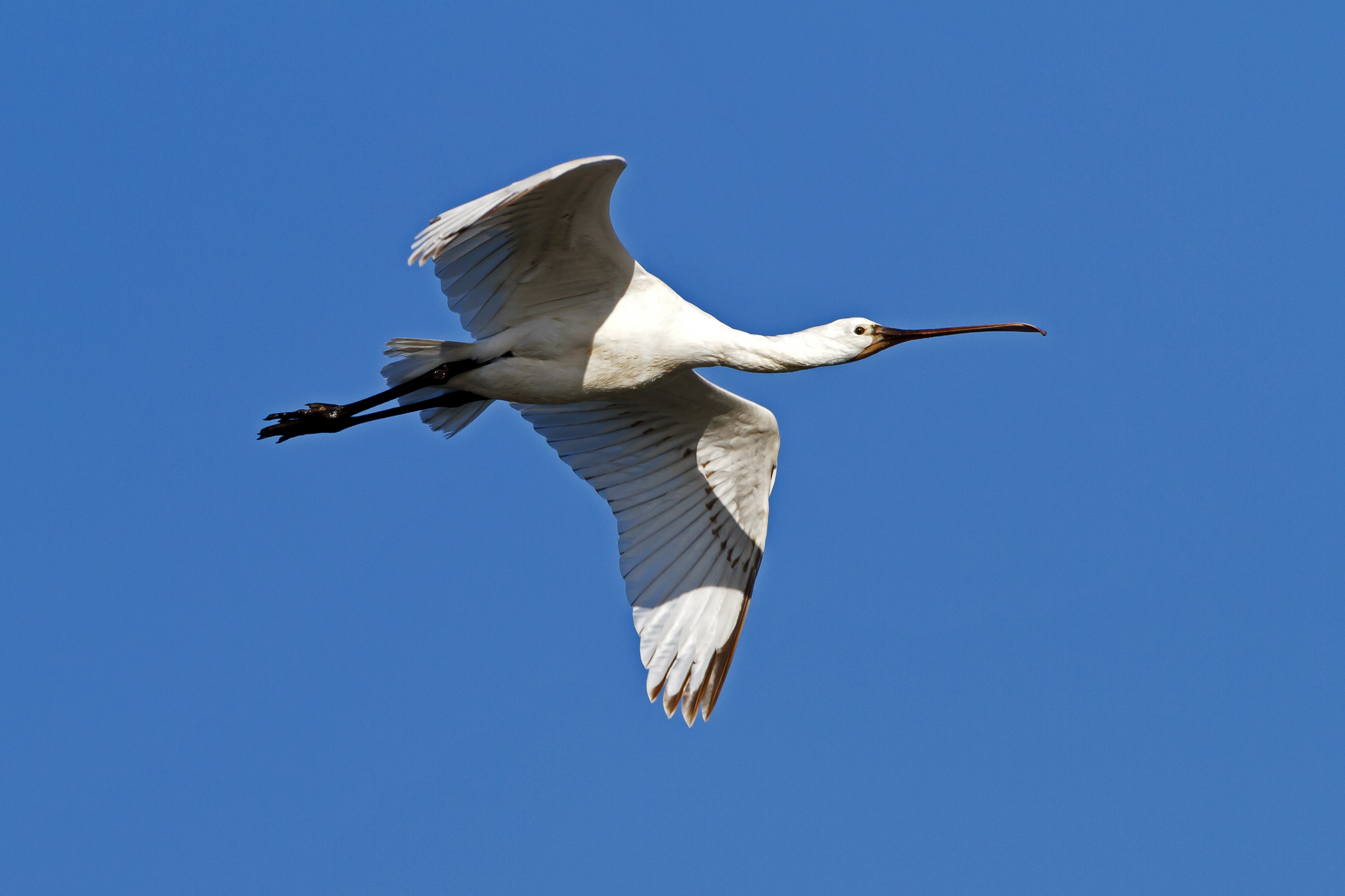 Spatola  Platalea leucorodia