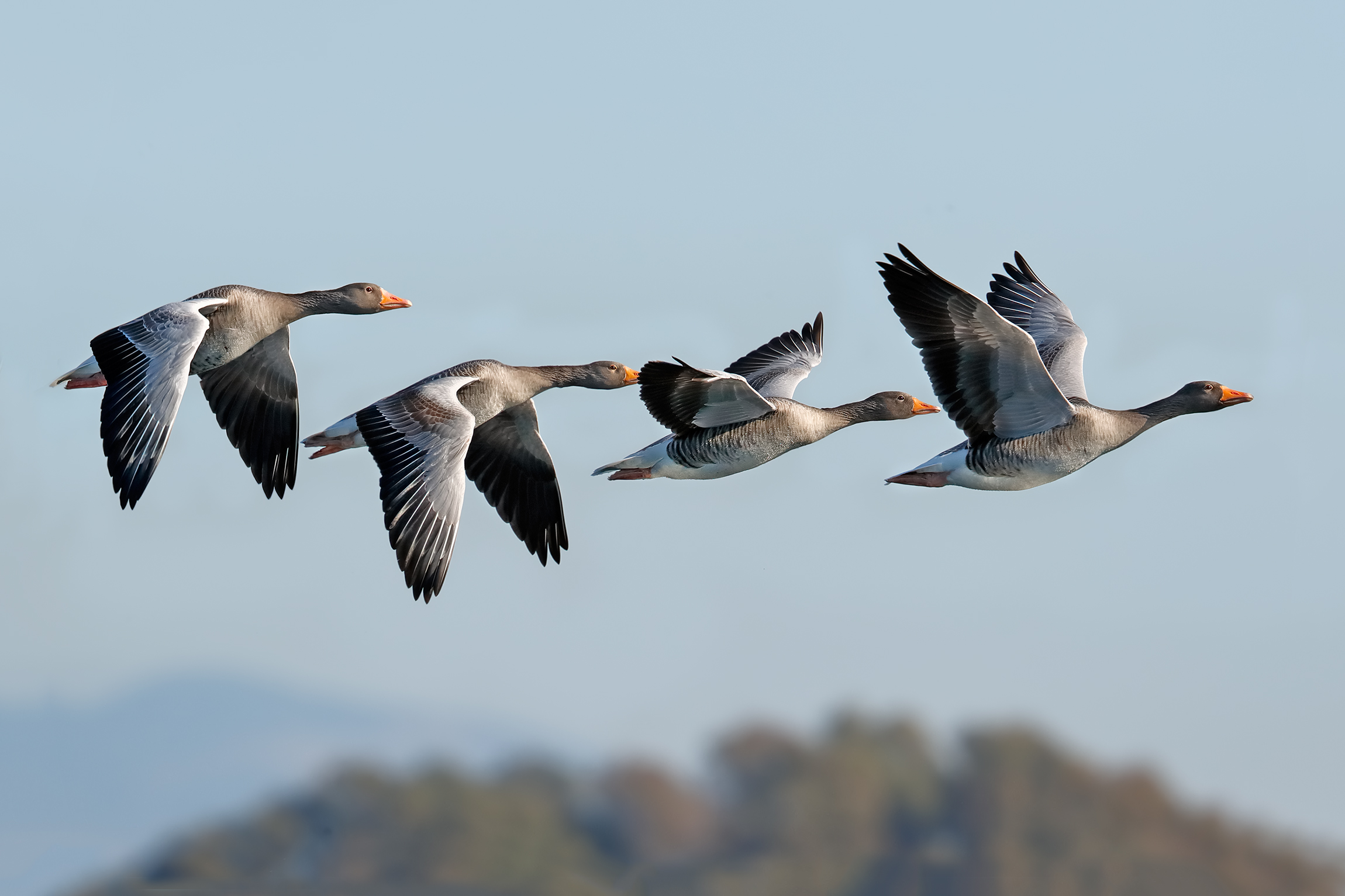 Wild geese