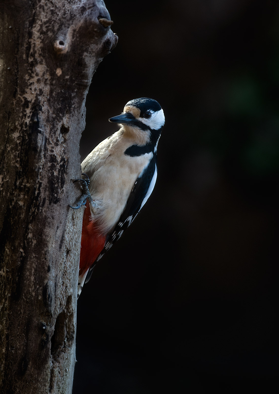 Picchio rosso maggiore_2