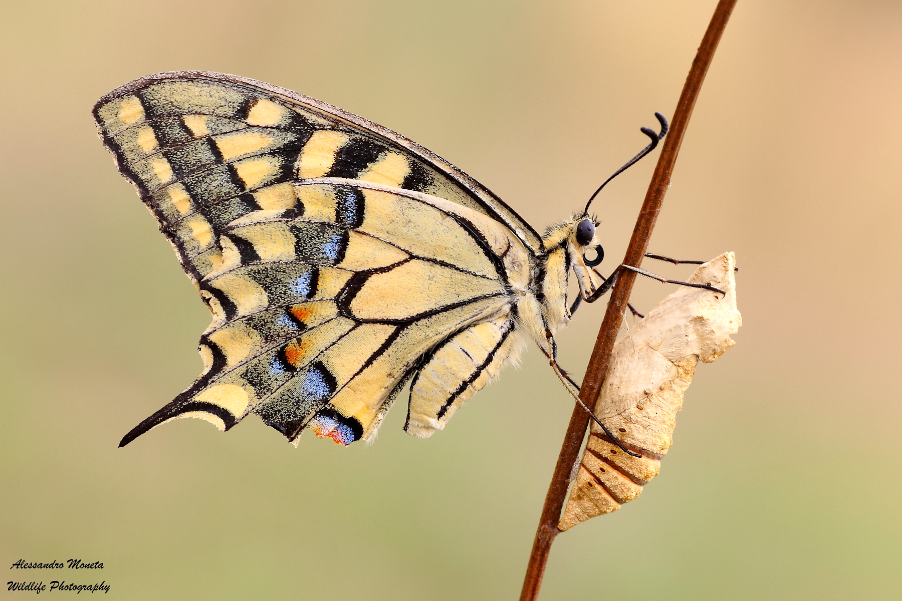 Ritorno alle origini