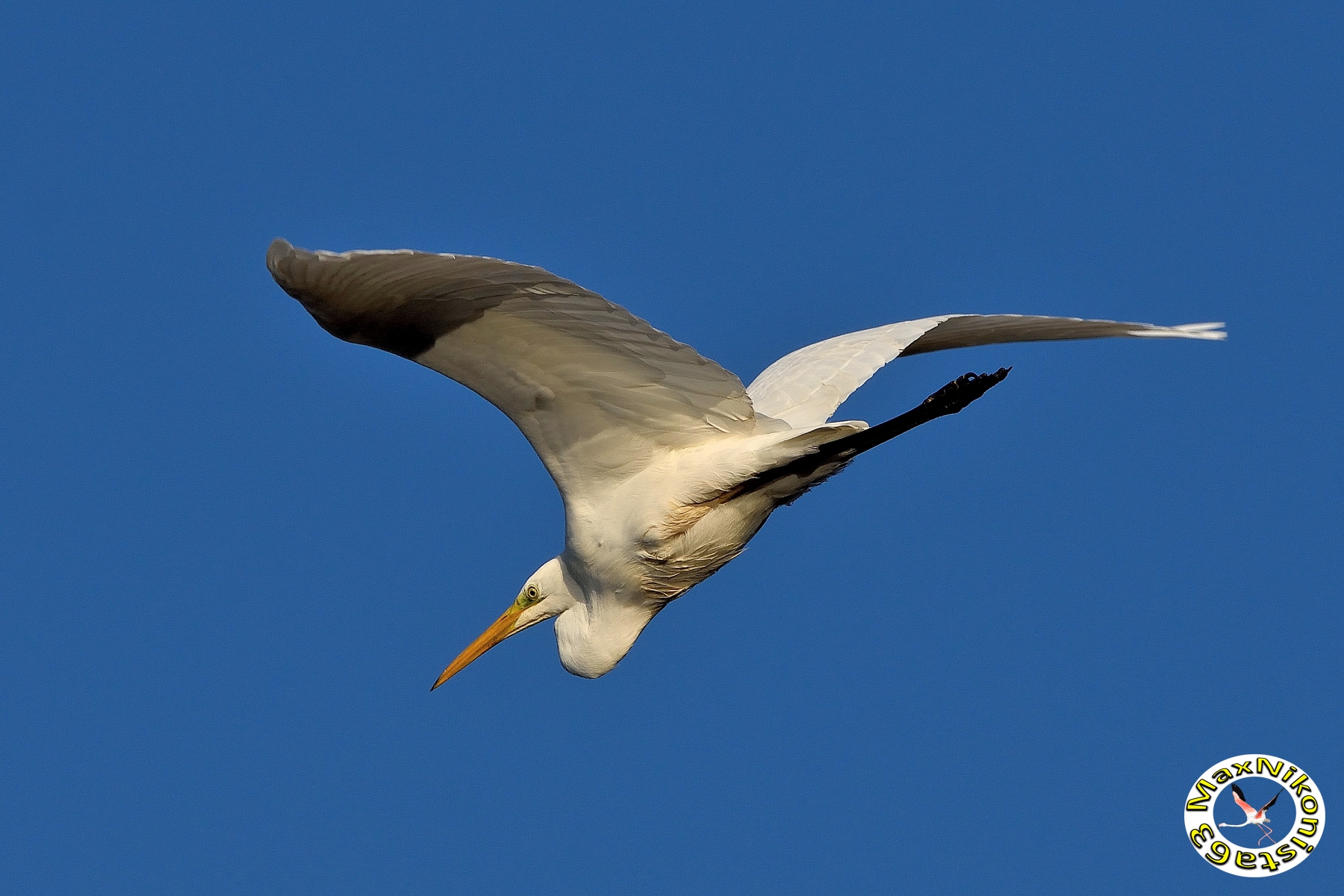 White heron