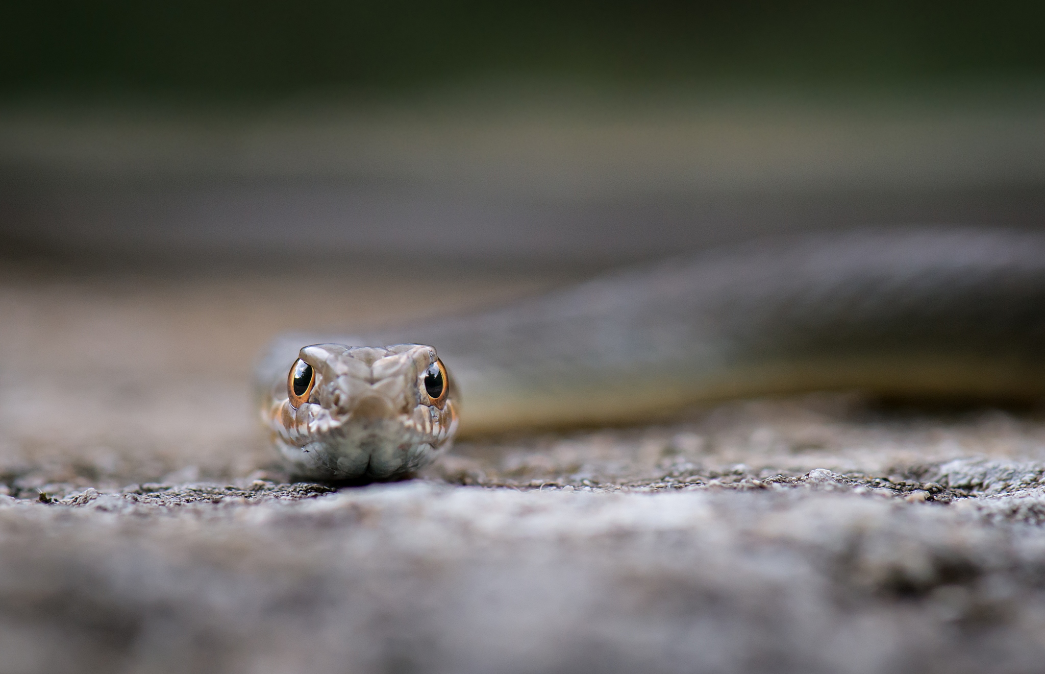 Eyes (Eastern Montpellier Snake - Malpolon insignitus)