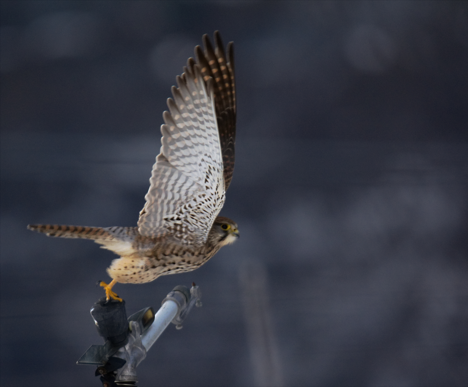 kestrel at the start